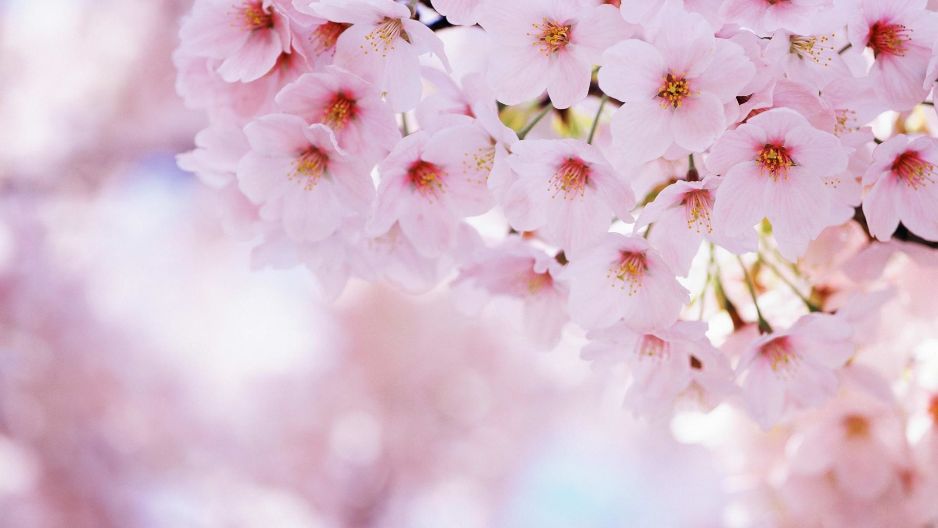 1920x1080 Related Wallpapers from Pink Flowers Background