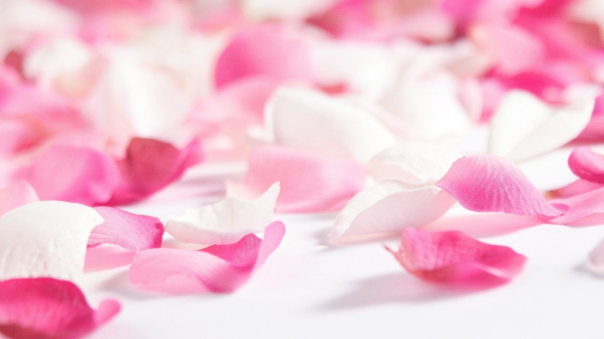 1920x1080 Pink Flowers and Rose Petals