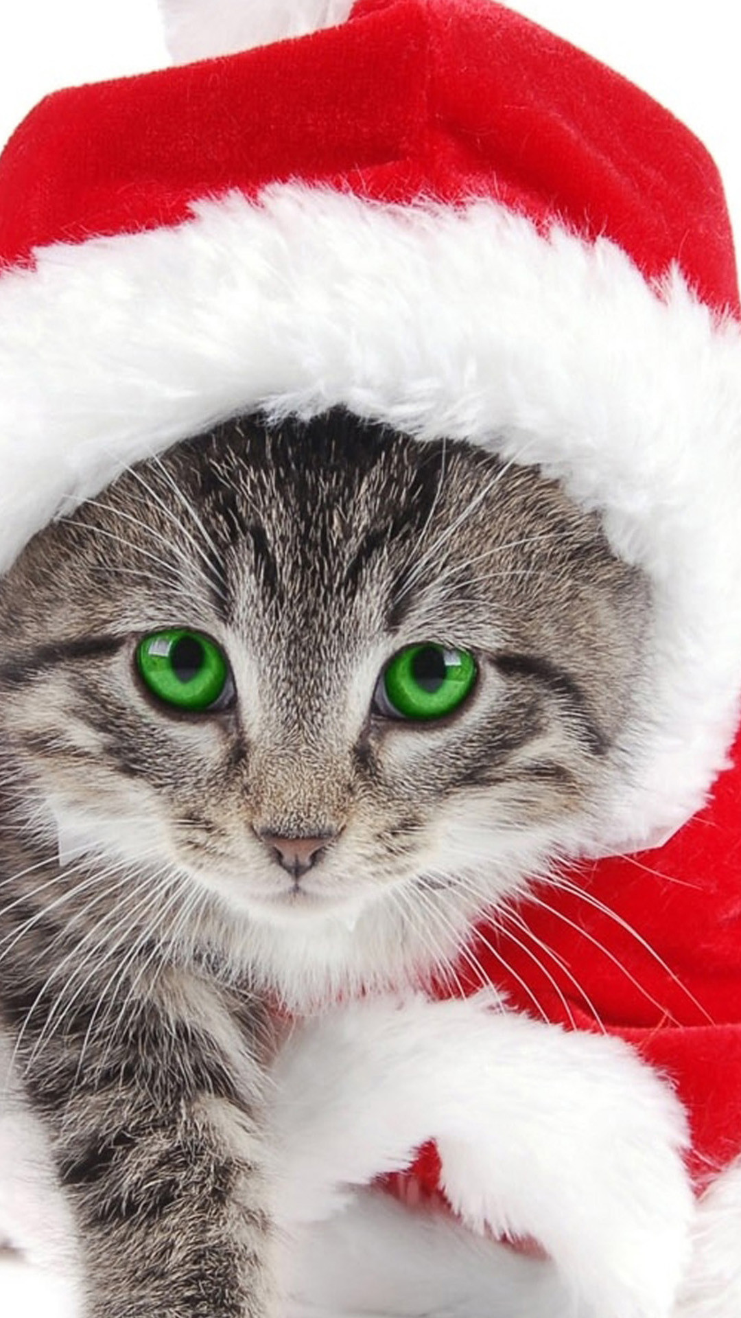 1080x1920 Kitten Wallpaper for android Fantastic Christmas Cat android Wallpaper Free