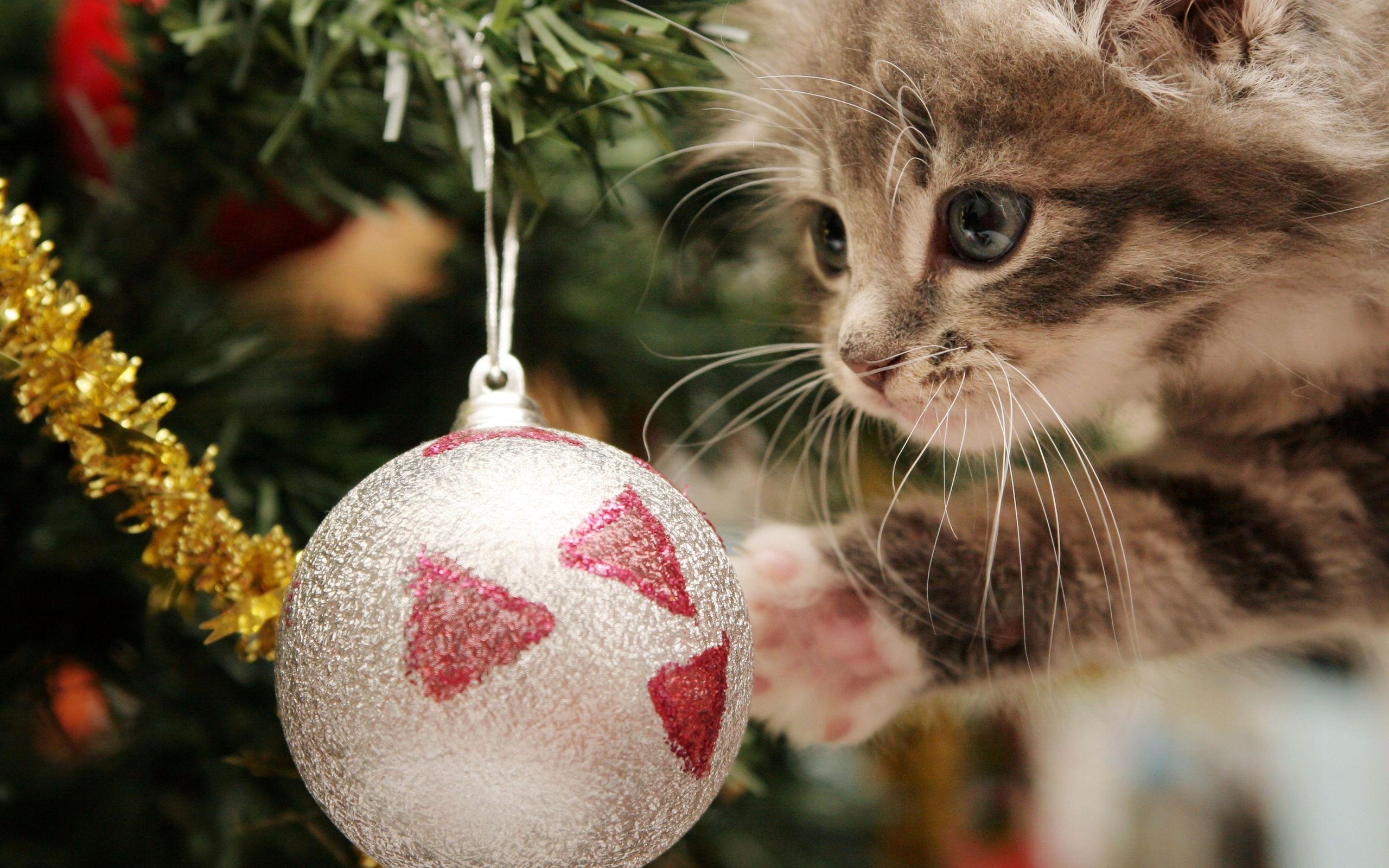 2560x1600 Cat New Year Wallpapers 20. christmas ball and a kitten wallpapers and  images wallpapers pictures photos