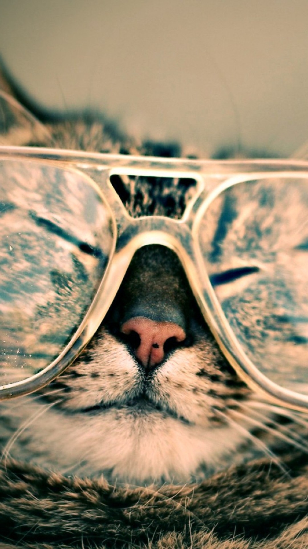 1080x1920 Funny Cat Eyeglasses Android Wallpaper