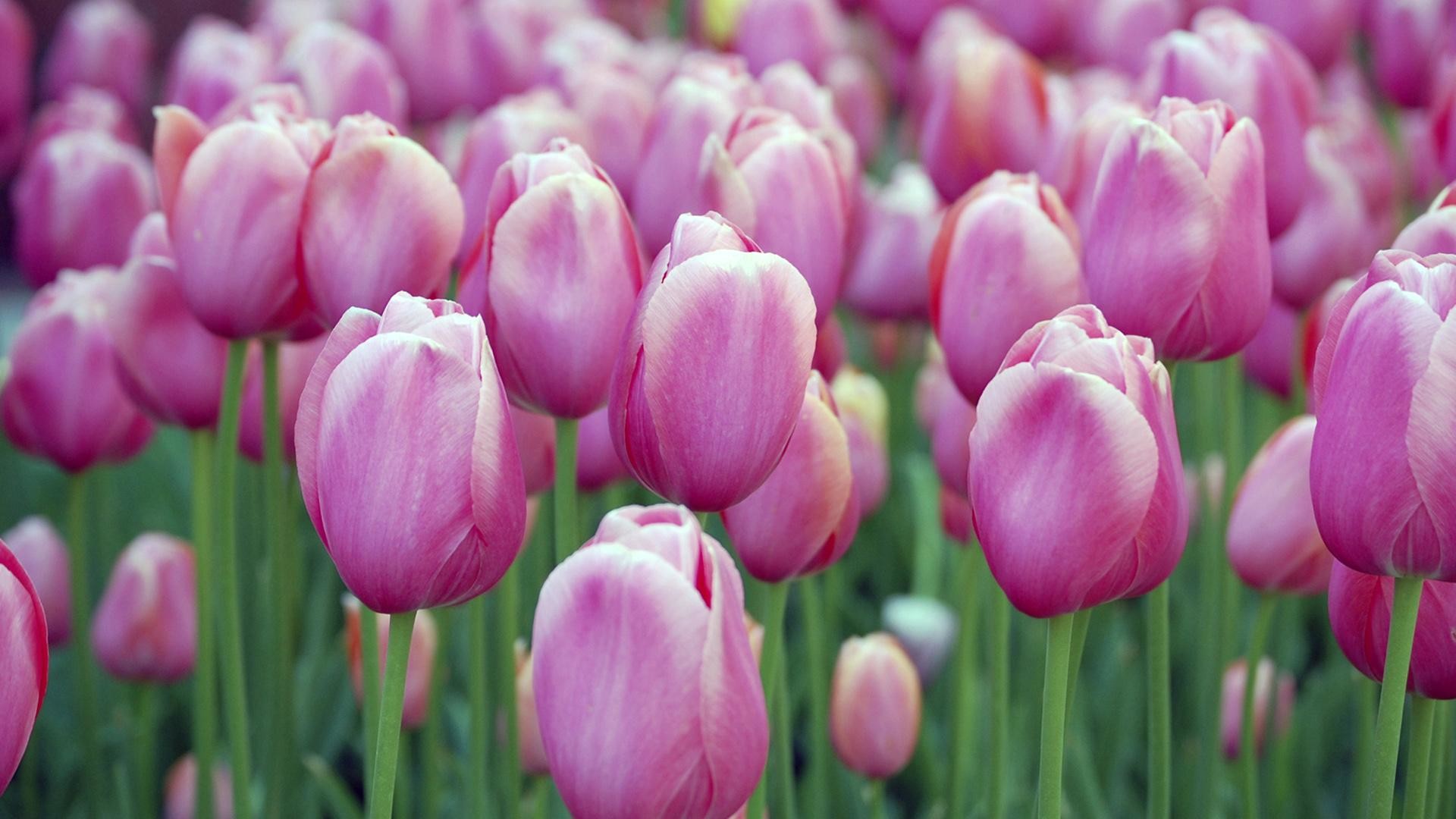 1920x1080 Pink Blossom Tulips Wallpaper for Android, iPhone and iPad