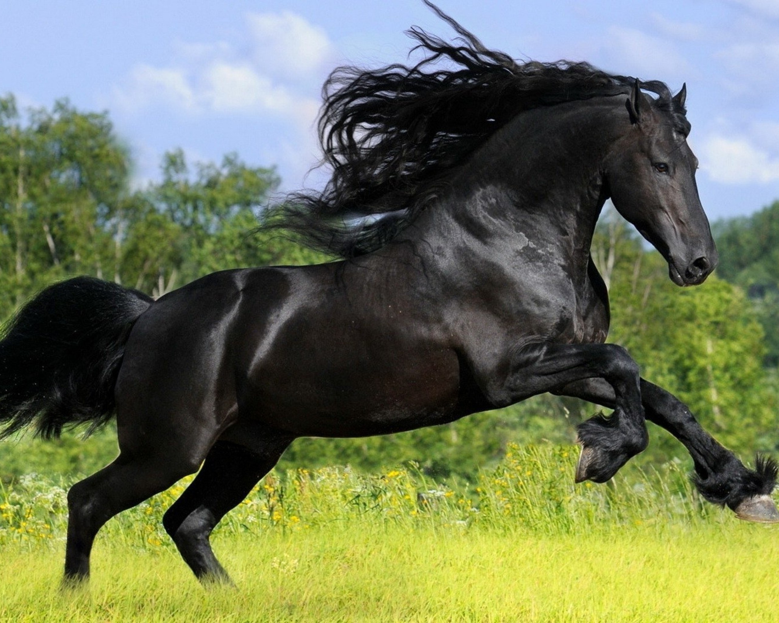 2560x2048 arabian horse