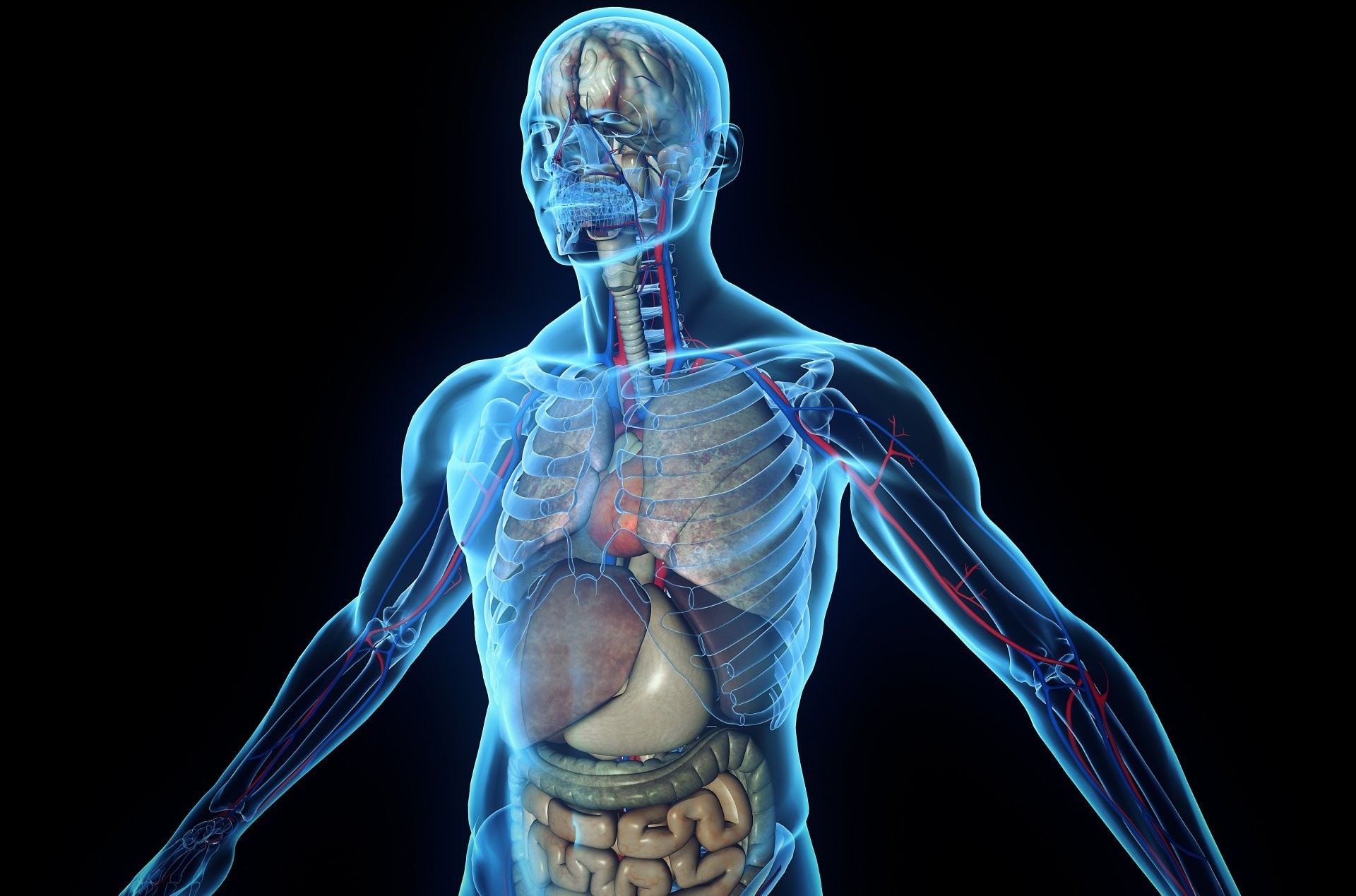 1920x1269 human body tissues organs skeleton