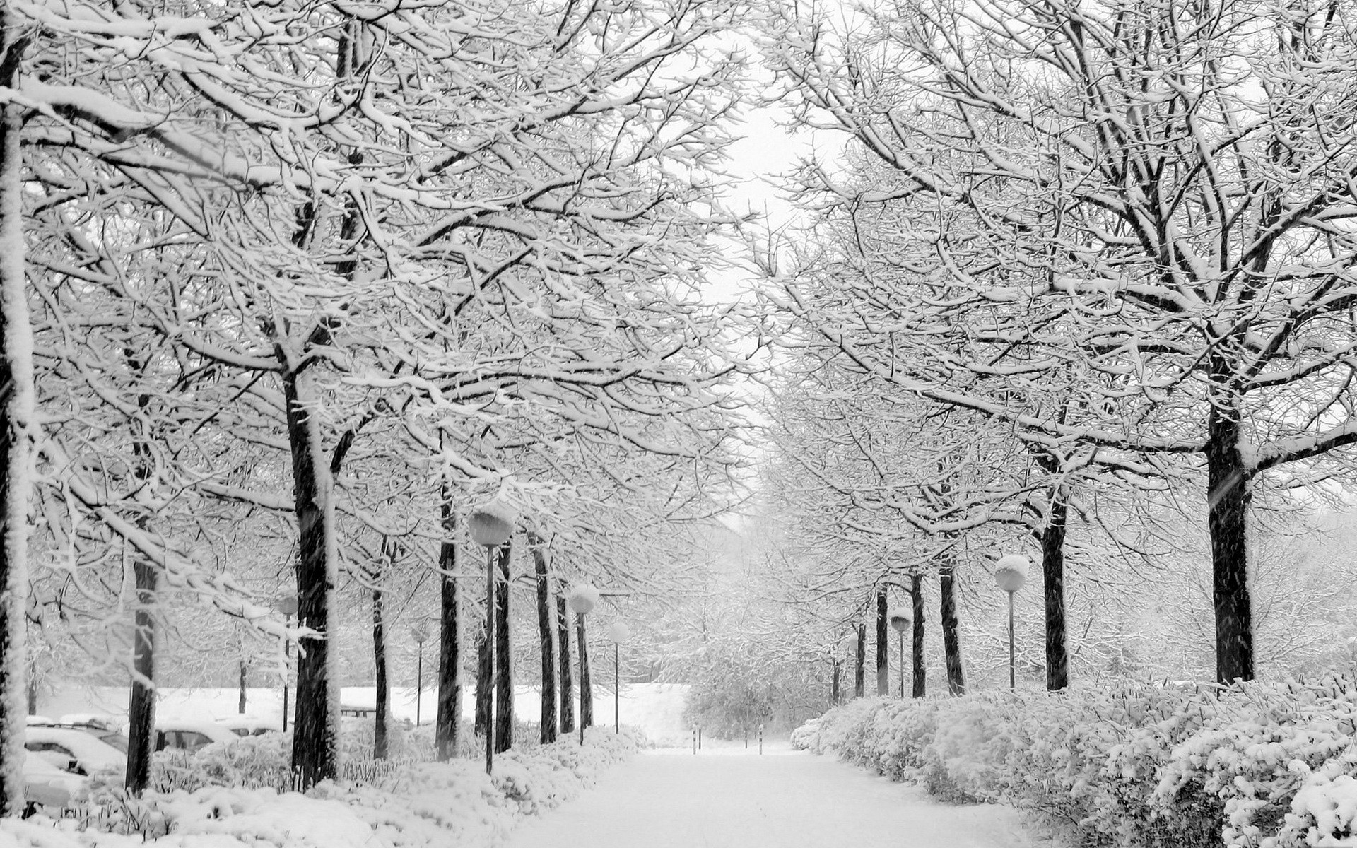 1920x1200 Hintergrundbilder Natur Winter Jahreszeiten 