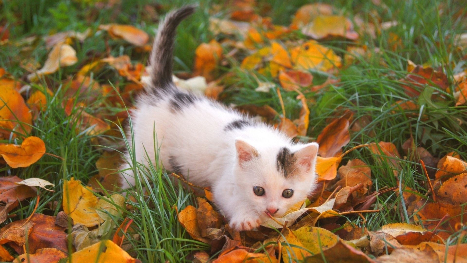 1920x1080 Cute Kitten Leaves Autumn Cuddly Grass Halloween Cat Desktop Wallpaper  Detail