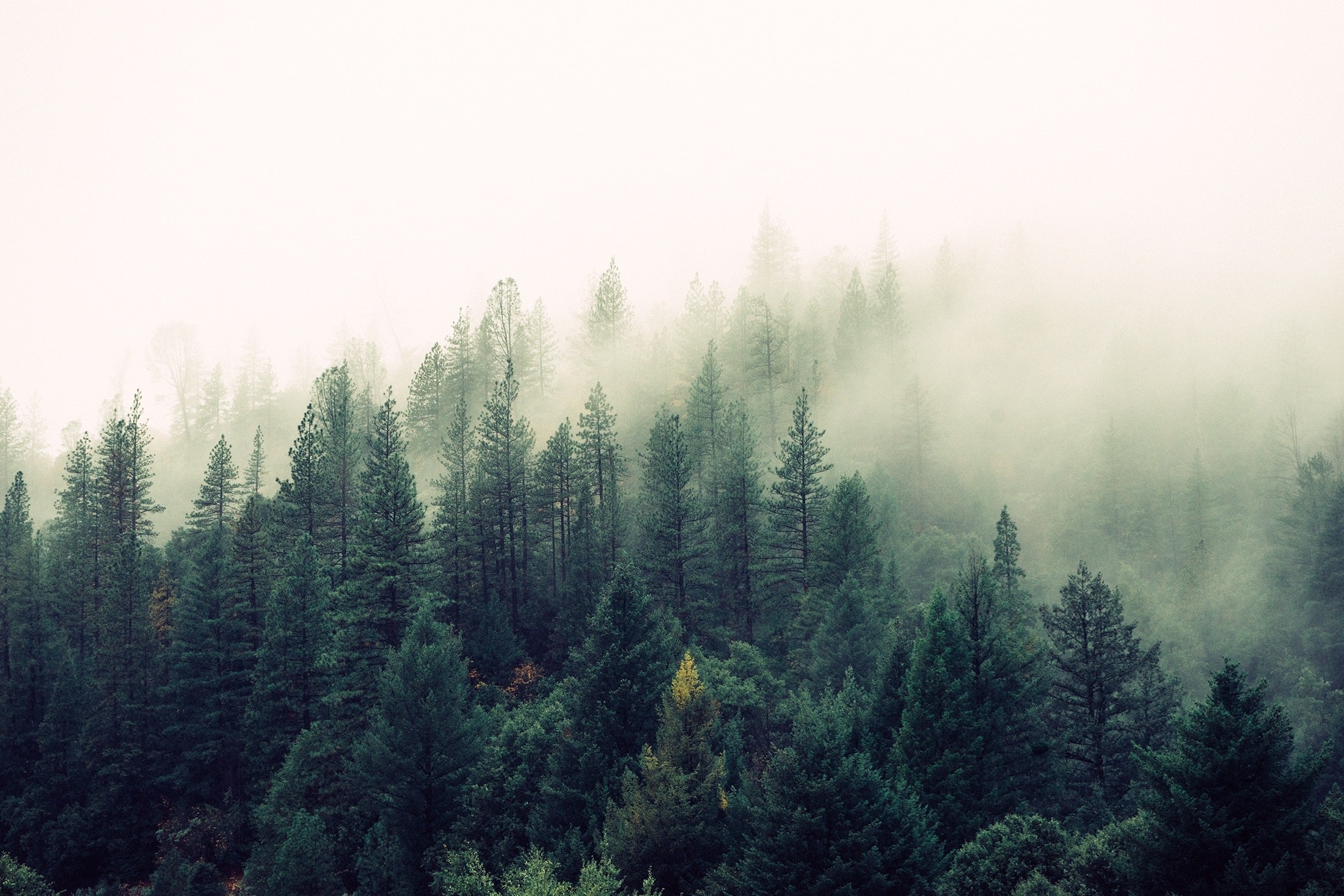 2200x1467 Similar Photos. Trees With Fog. Pixabay Â· Forest