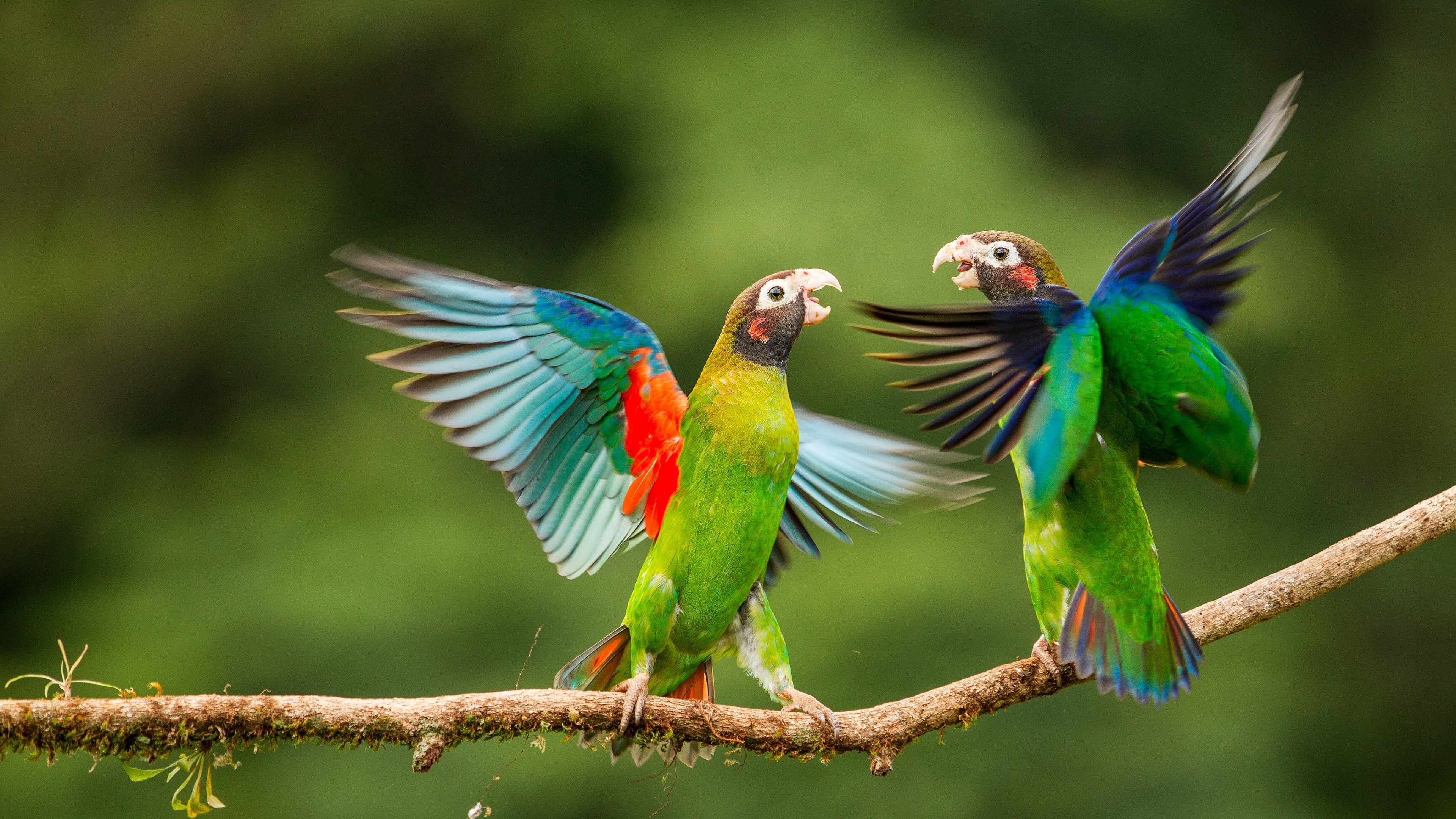3840x2160 Tags: Parrots, Love Birds ...