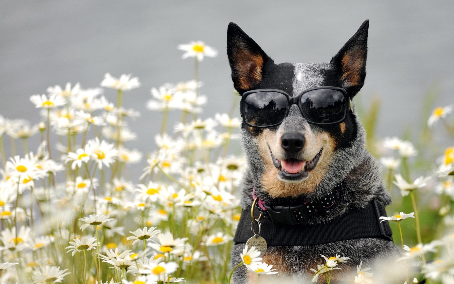 1920x1200 Animal - Australian Cattle Dog Dog Daisy Flower Sunglasses Wallpaper
