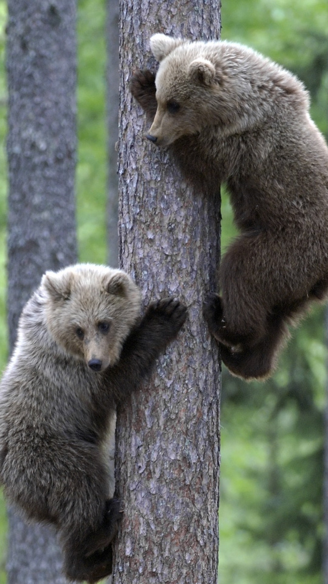 1080x1920  Wallpaper bears, couple, tree, climbing, forest