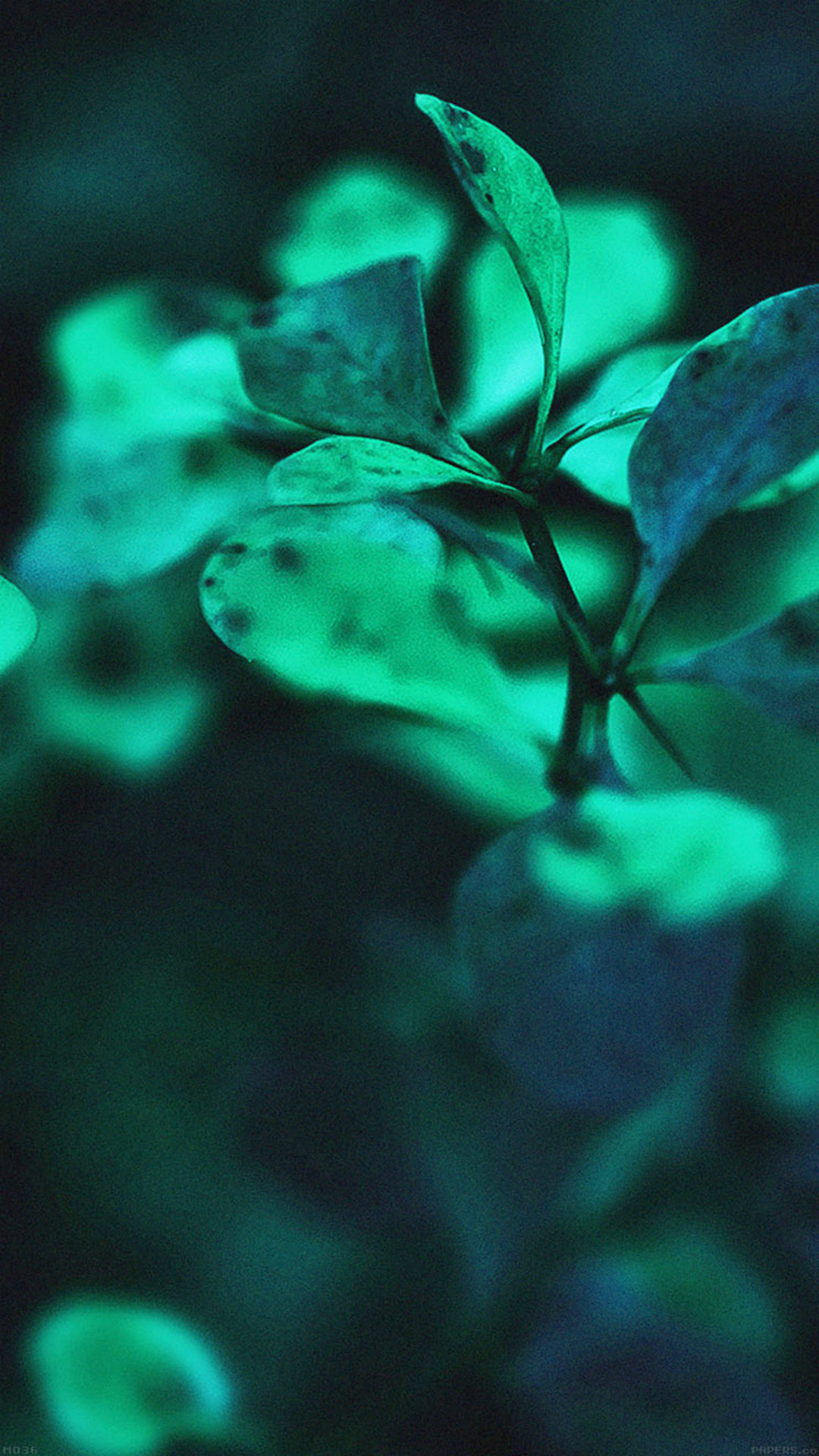 1080x1920 Nature Green Leaf Branch Macro Bokeh #iPhone #6 #plus #wallpaper