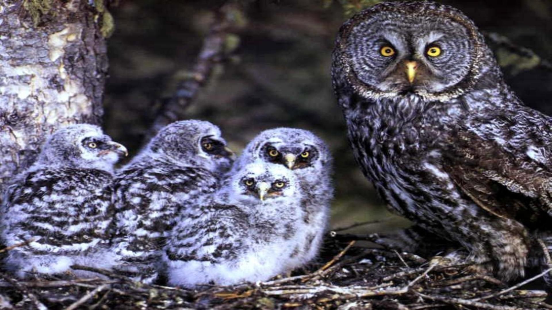 1920x1080 baby Owl and parent wallpaper |