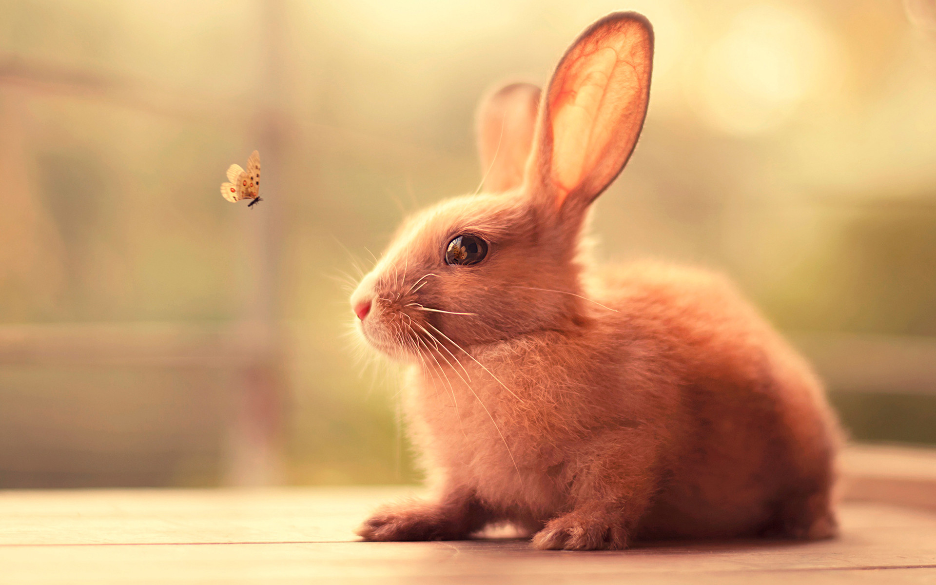 1920x1200 5 Of The Best Things About Easter | Baby bunnies, Bunny and Rabbit