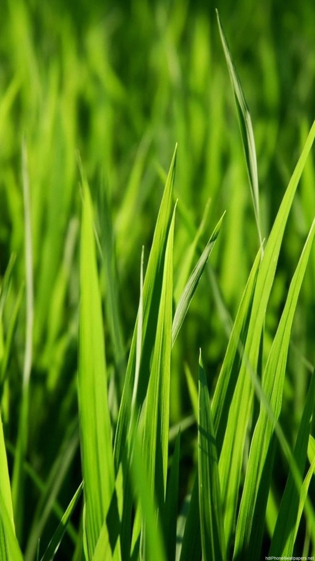 1080x1920 Grass Green Pattern Nature iPhone 8 Wallpaper Download | iPhone .