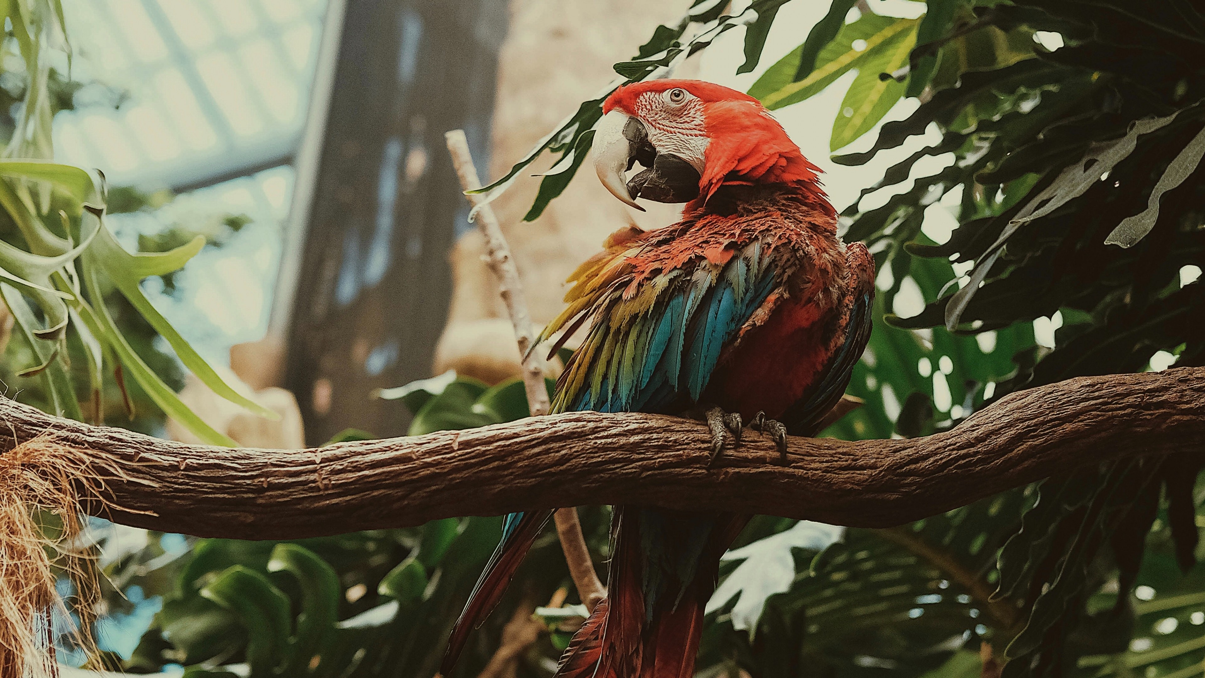 3840x2160  Wallpaper macaw, parrot, bird, colorful