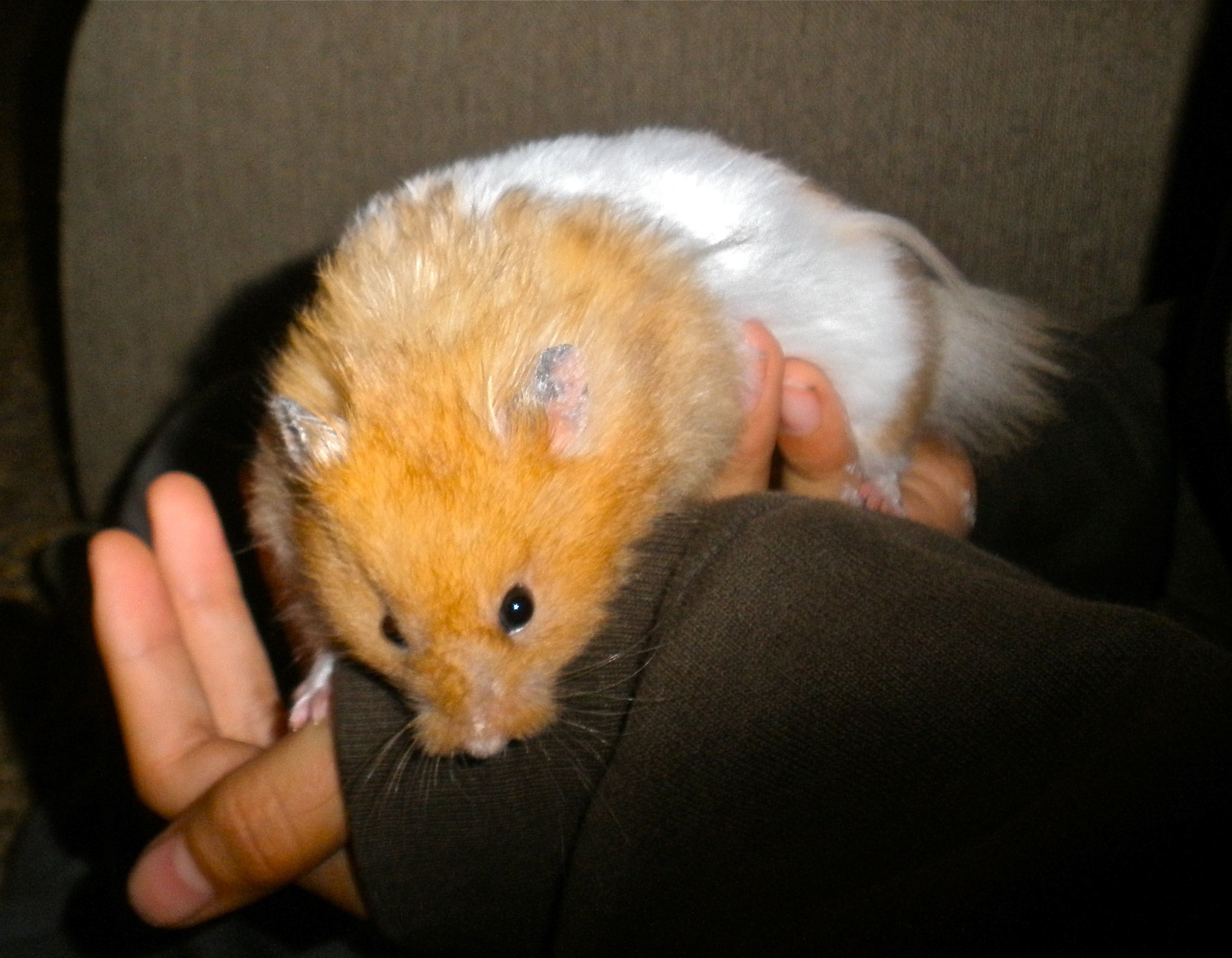 2421x1884 person holding tan and white guinea pig