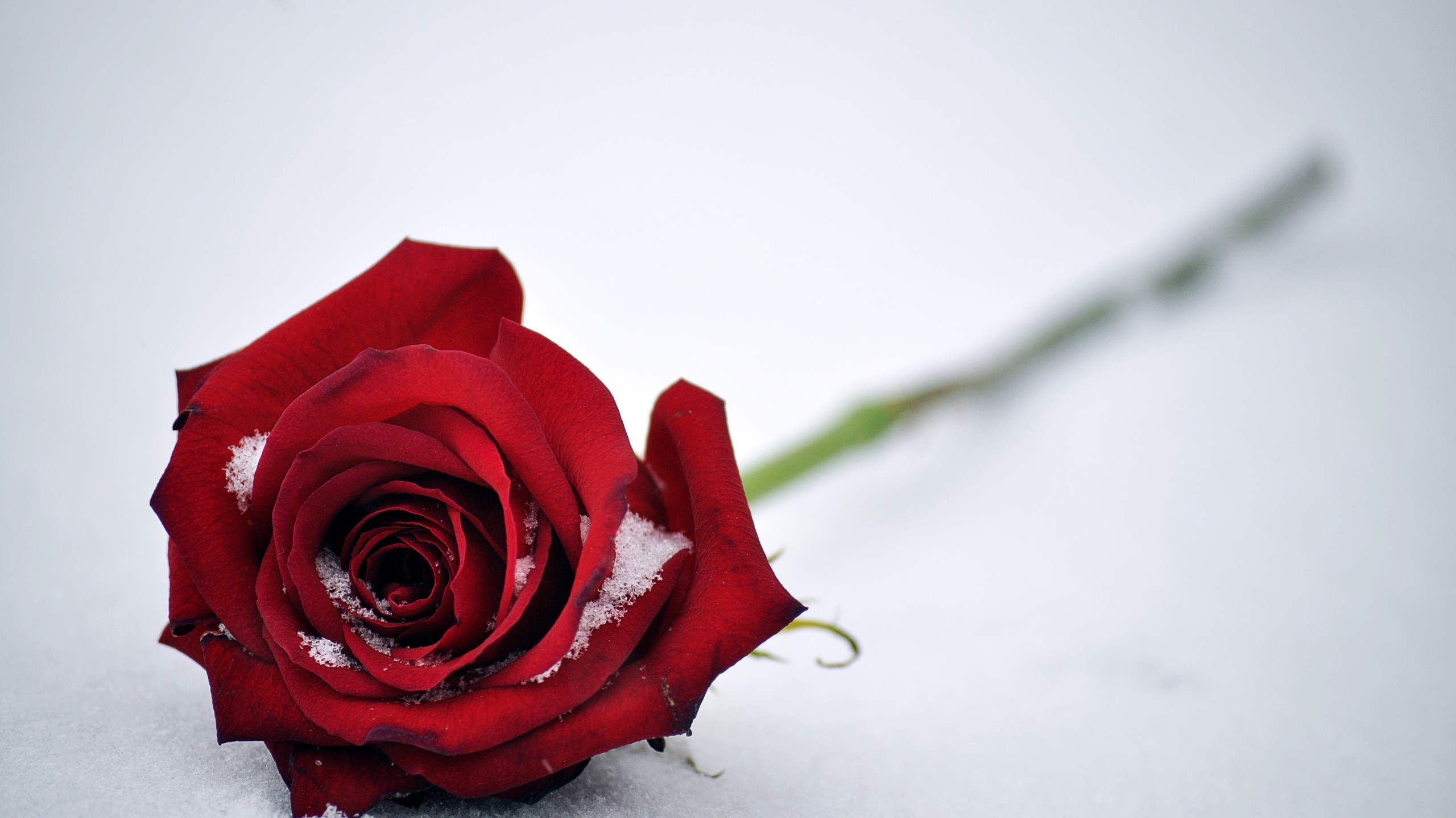 2560x1440 Flowers / Red Rose Wallpaper