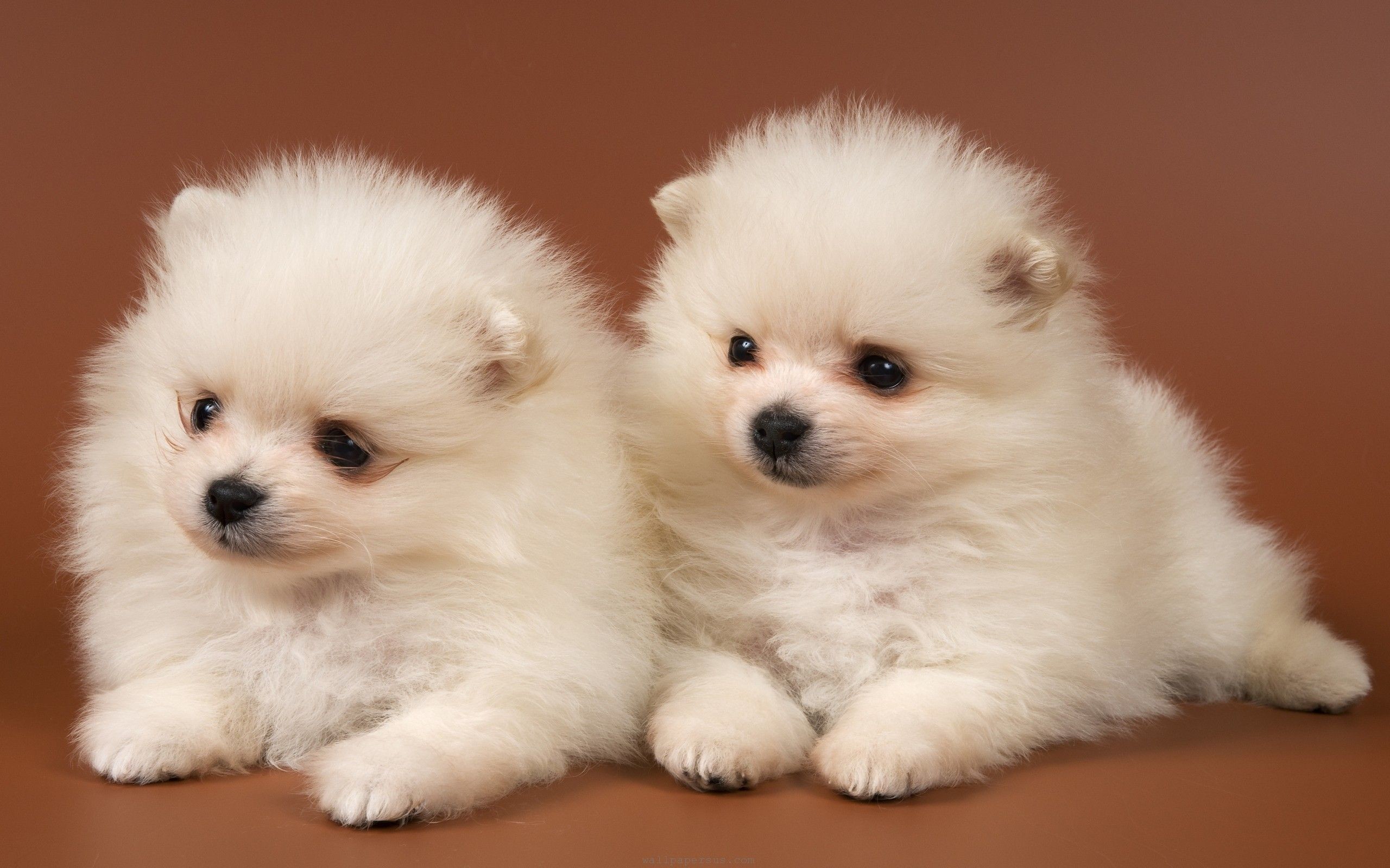 2560x1600 Cute Puppy Dogs Wallpaper HD.