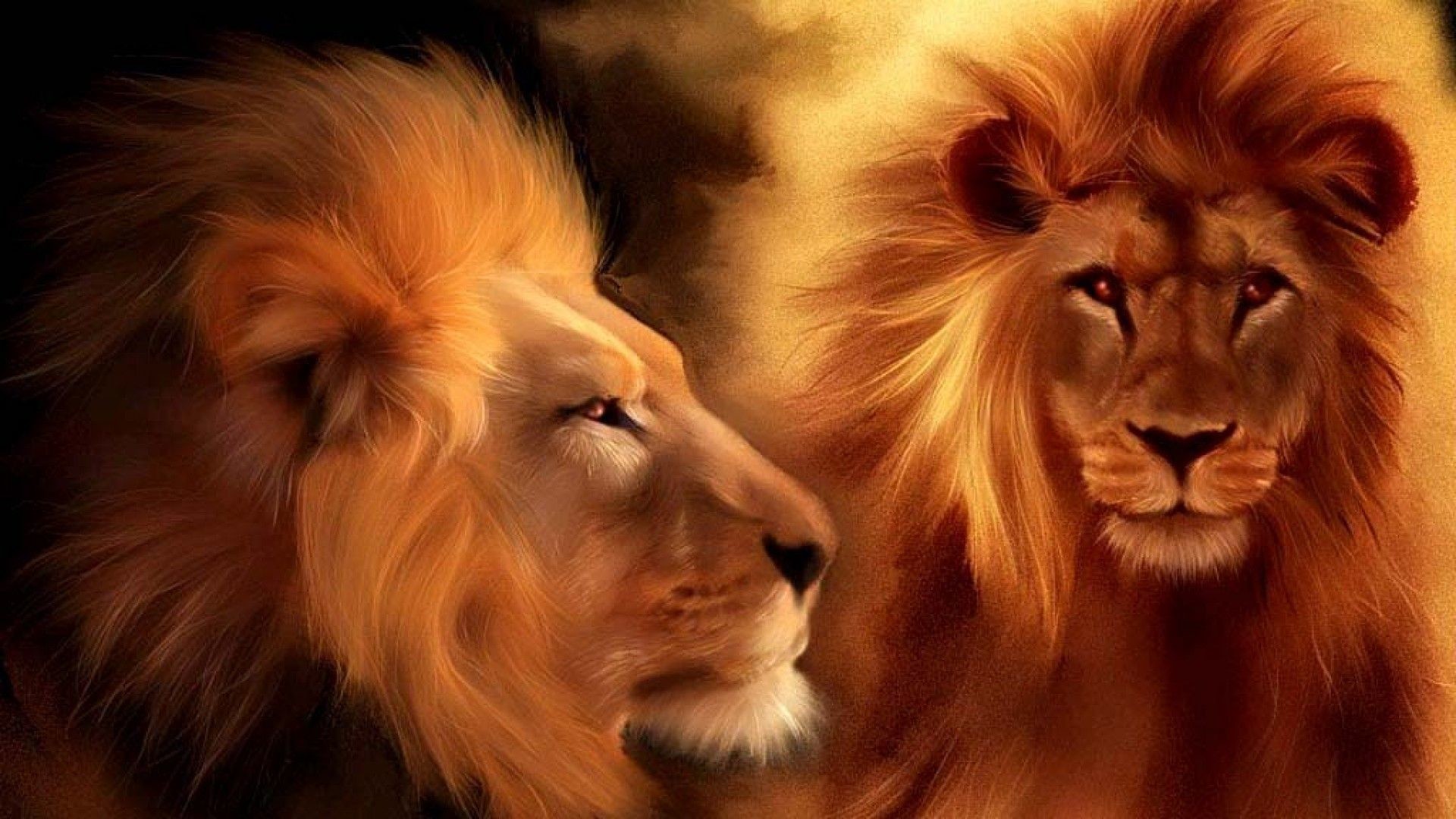 1920x1080 1920x1200 Live Lion HD Wallpapers – Lion HD Wallpapers Collection –  download for free