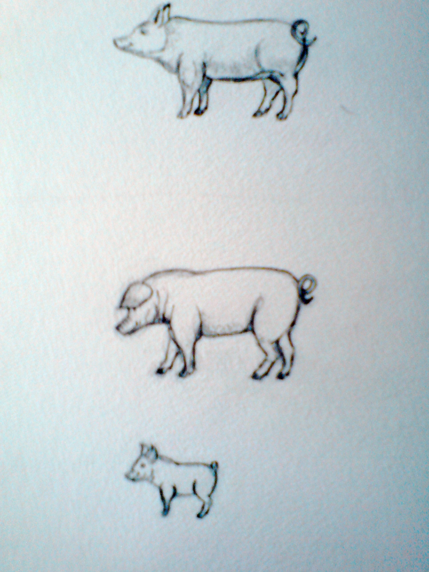 1500x2000 Pig sketches by Carol Coleman