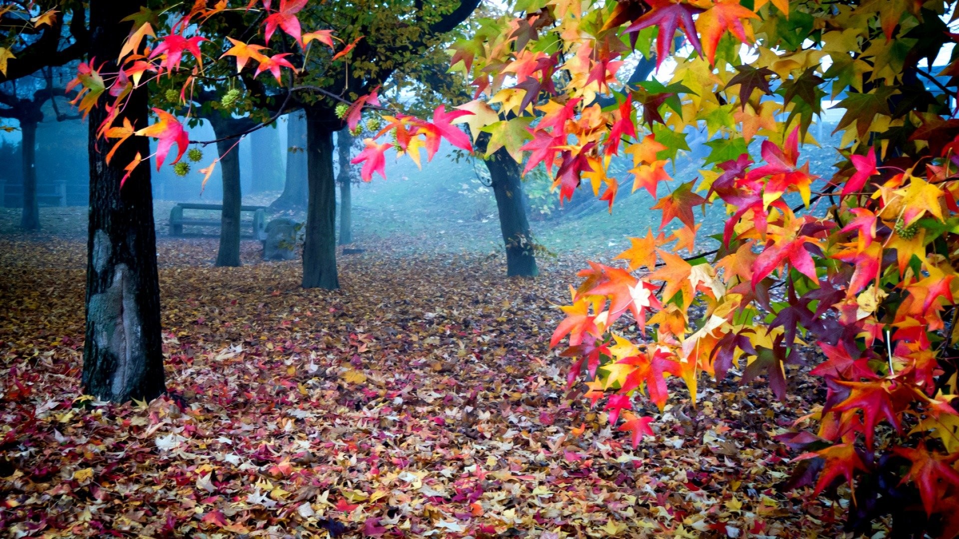 1920x1080 HD-Autumn-Wallpapers-661