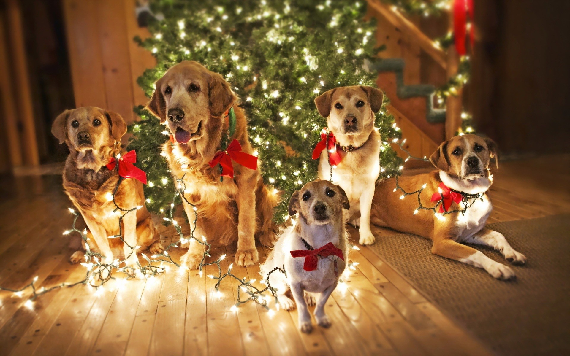 1920x1200 Christmas-Dogs-With-Lights-Wallpapers. “
