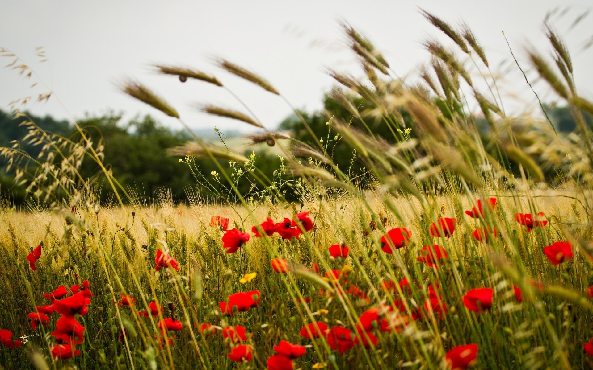 Field of Poppies Wallpaper (50+ images)