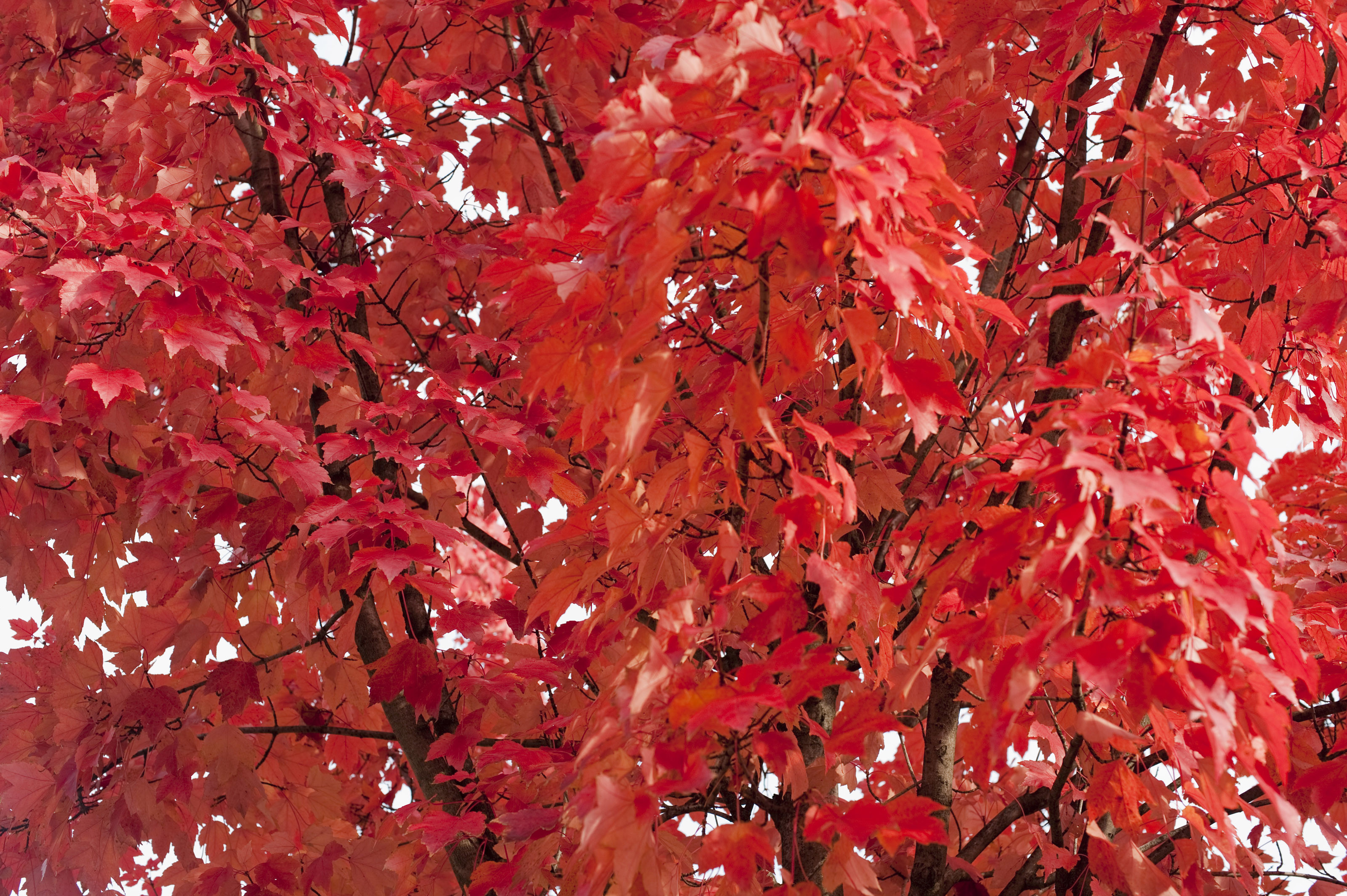 3200x2129 Background of vivd red autumn or fall foliage, conceptual of the changing  cycle of seasons