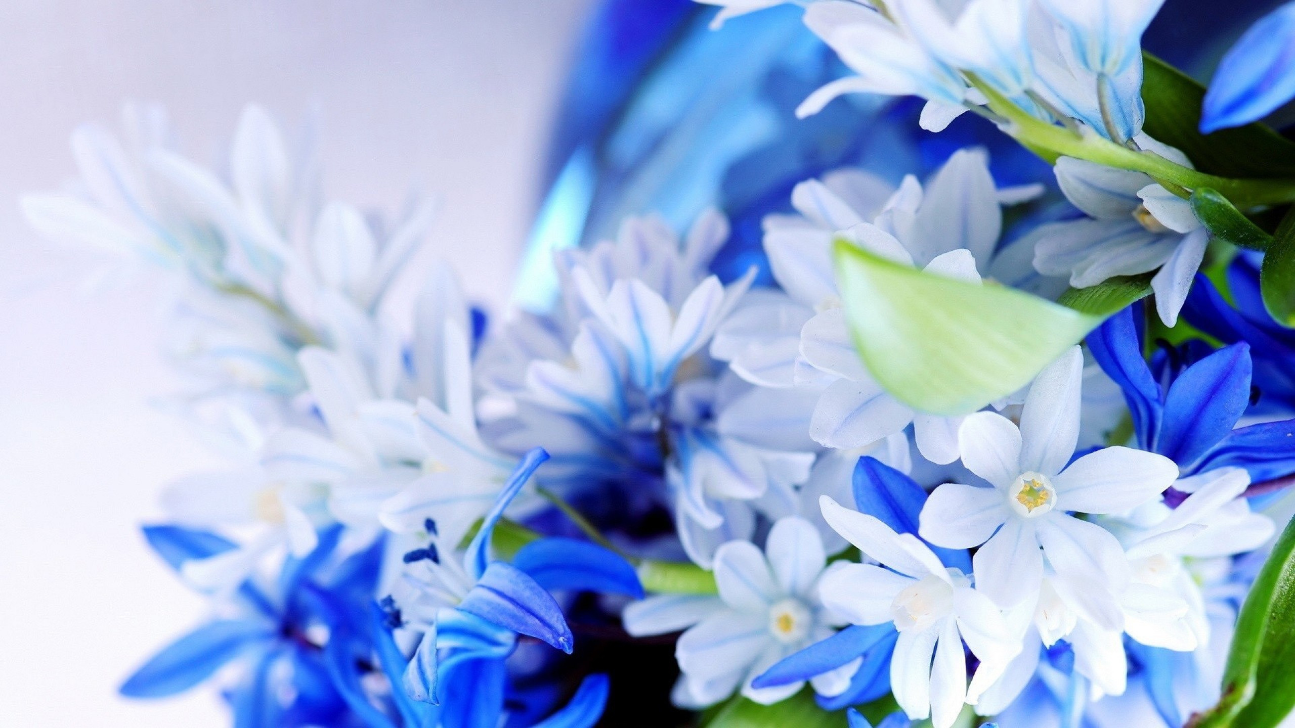 2560x1440  Wallpaper flowers, petals, bouquet, white, blue
