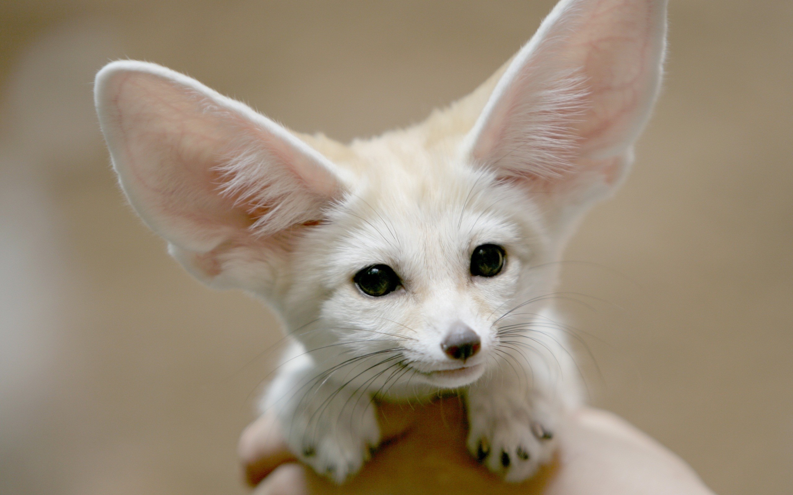 2560x1600 free animal pictures, fennec, fox windows, african, animal photos, pet, animals, wallpaper hd mobile,download wallpaper,_ Wallpaper HD