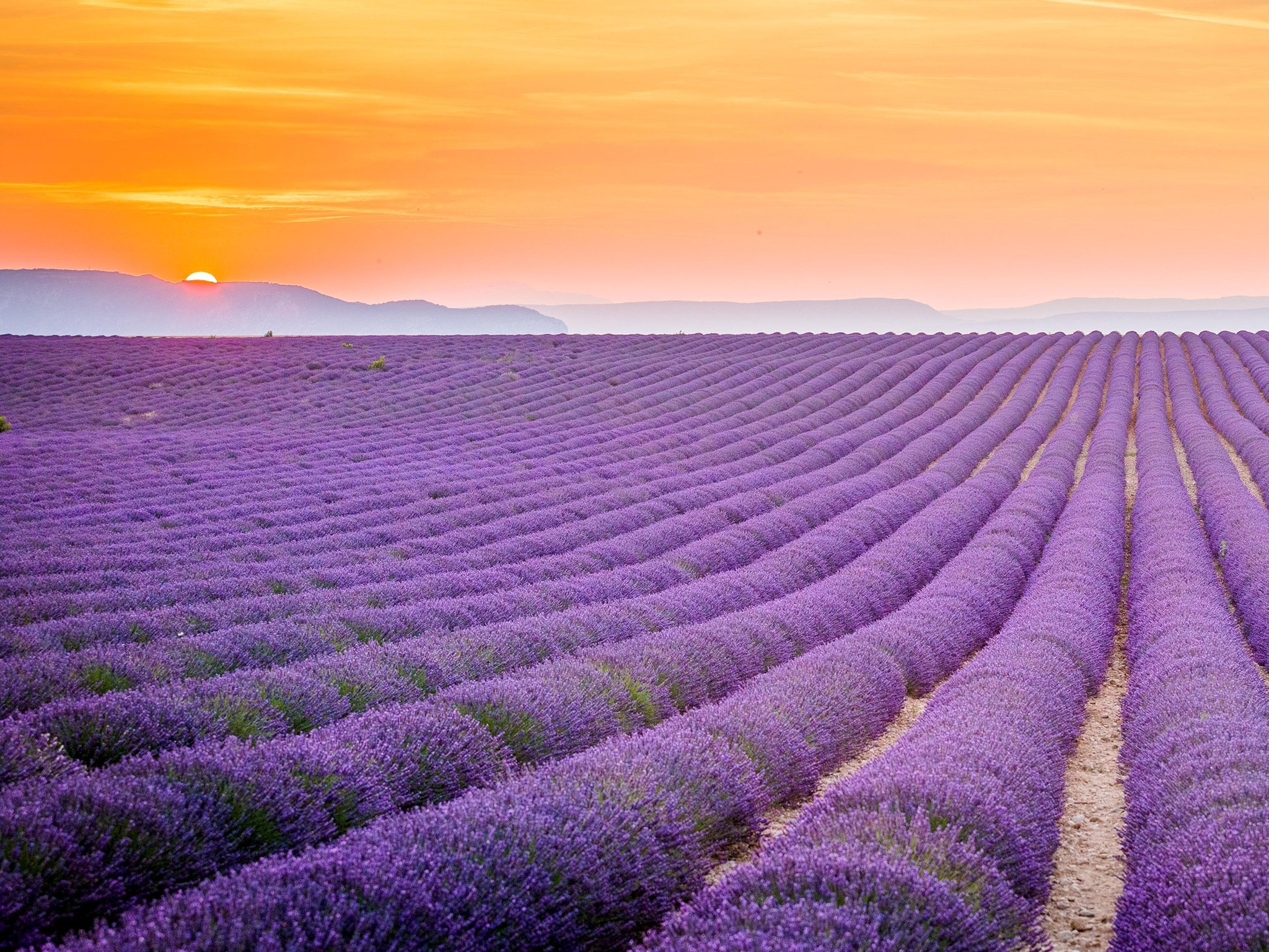 2048x1536 Lavender field, Provence, France