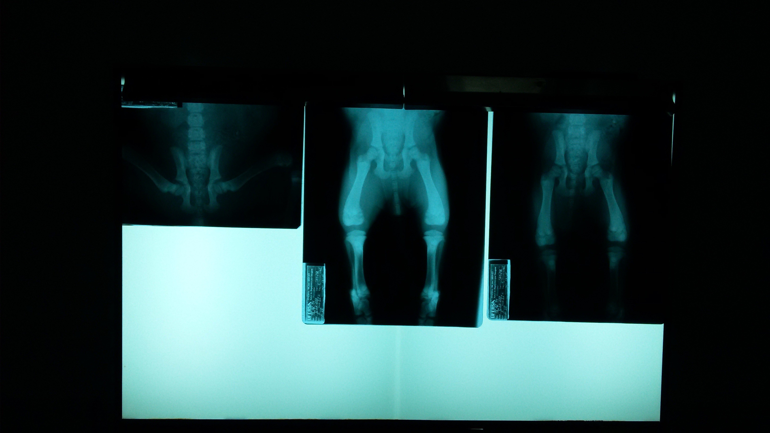 3264x1836 light color darkness lighting stage image screenshot veterinary sense  special effects computer wallpaper radiograph pelvis