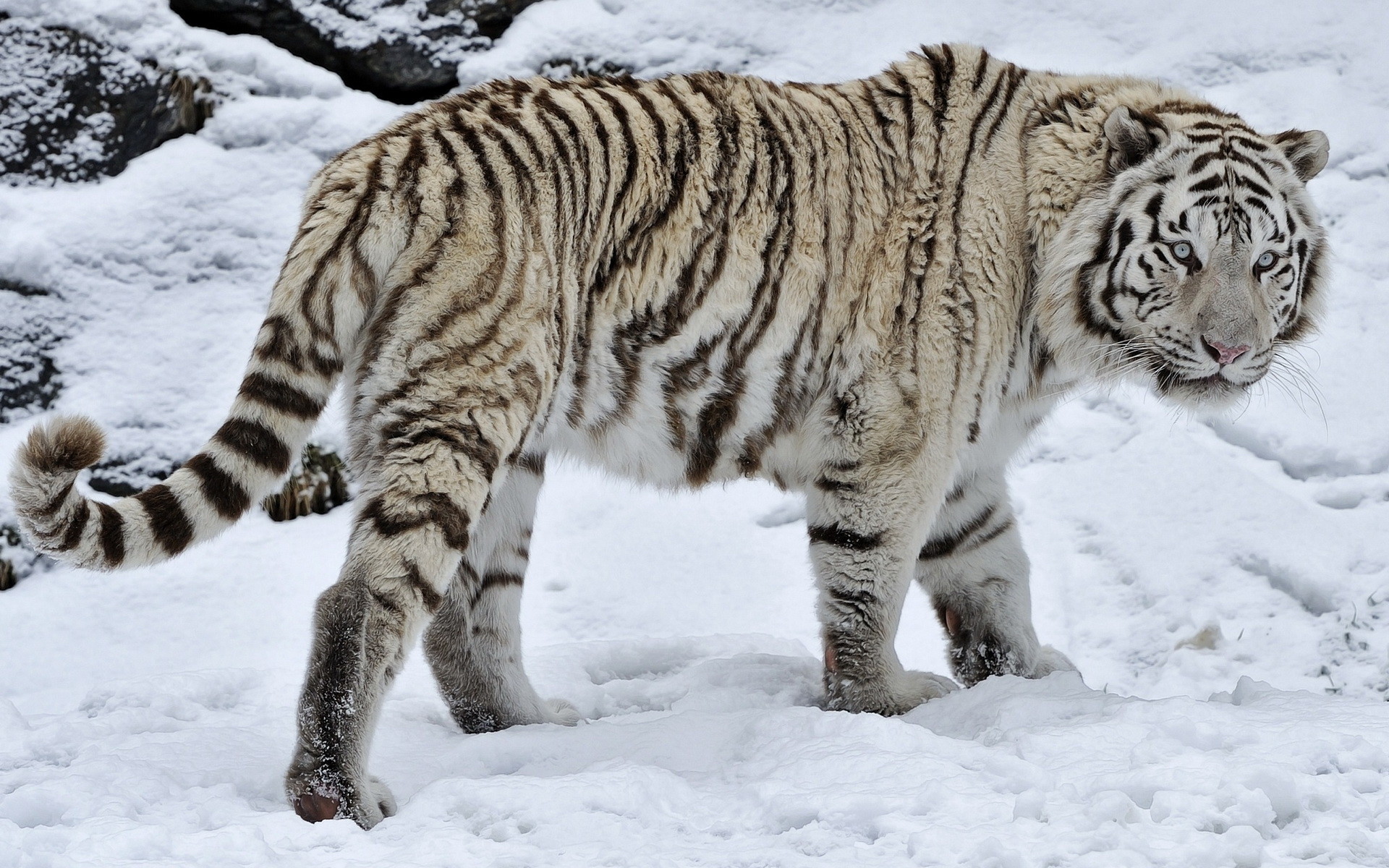 1920x1200 White Tiger On The Snow wallpapers and stock photos