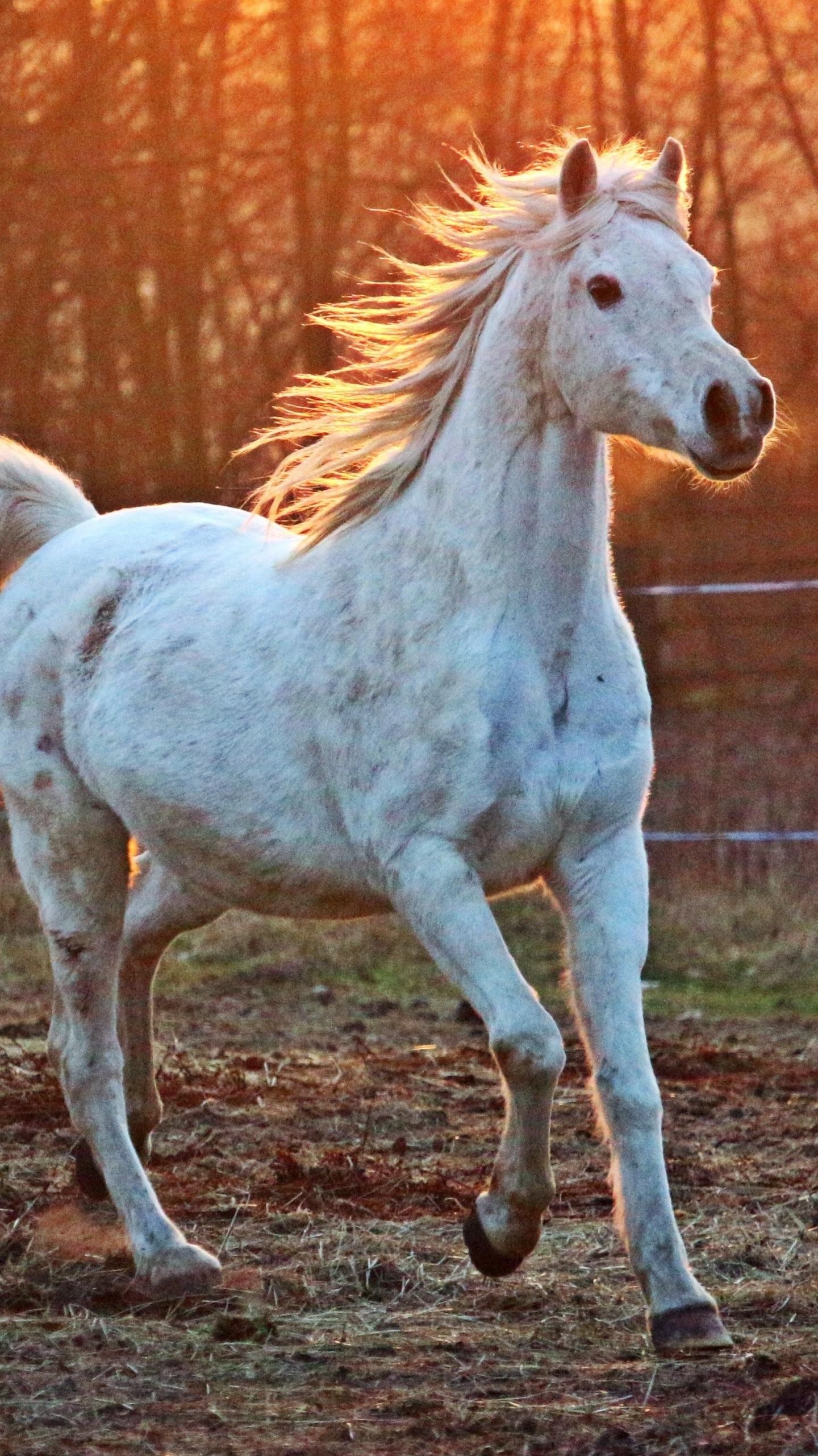1440x2560 White Arabian Horse