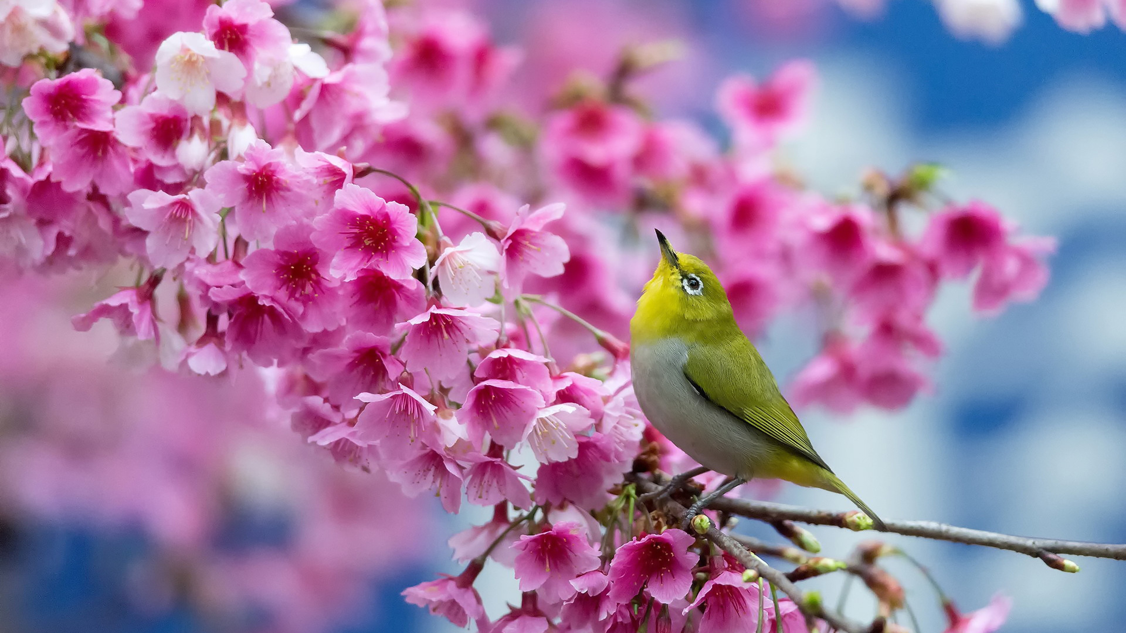 3840x2160 Preview wallpaper spring, cherry, branch, flowers, beauty, japanese  white-eye
