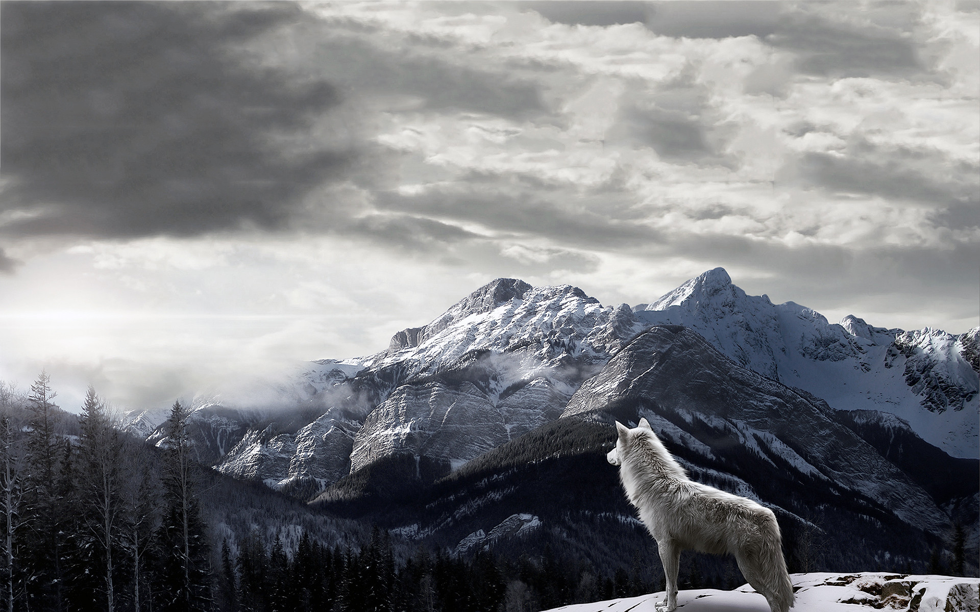 1920x1200 Mountains Gray Wolf Wallpapers - http://www.0wallpapers.com/1778