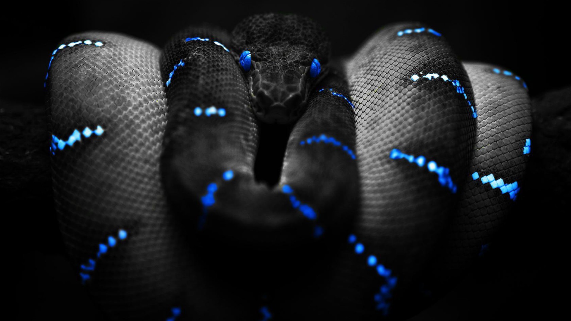 1920x1080 Snake Wallpapers | Best Wallpapers