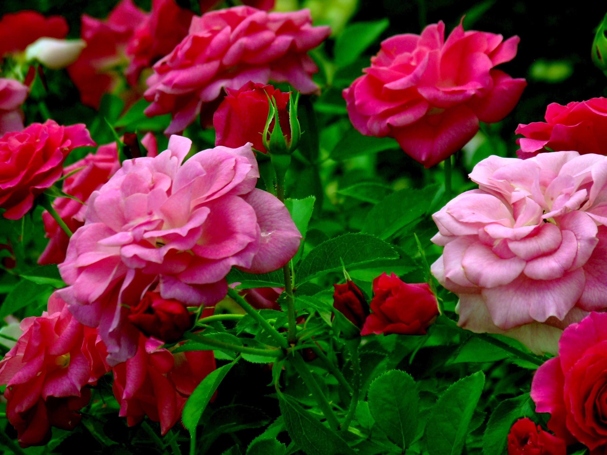 2560x1920 ... Wallpaper Flowers Nature Rose Pink 16 Widescreen Light And Dark Pink  Roses Computer Desktop Backgrounds On ...