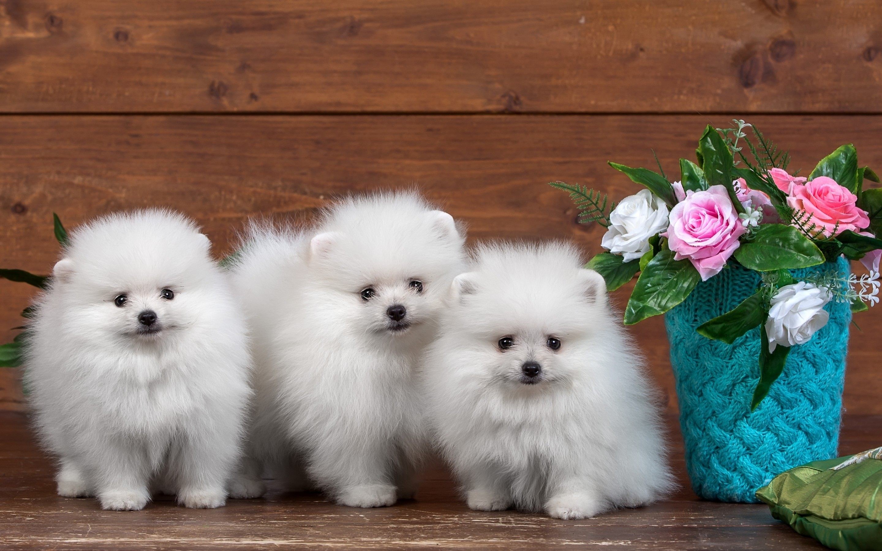 2880x1800 A Ordable Free Download Picture Of Dogs HD DOGS WALLPAPER For COMPUTER  Wallpapers. Â«Â«