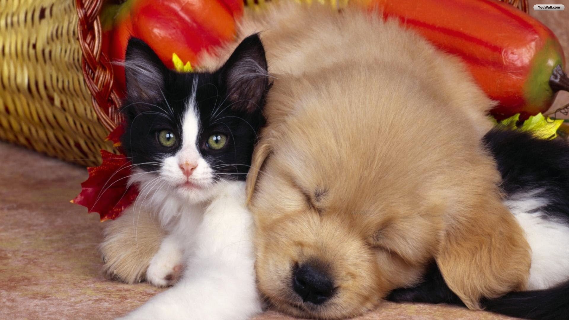 1920x1080 Cute Cats & Dogs Wallpapers Images Free Download For Desktop