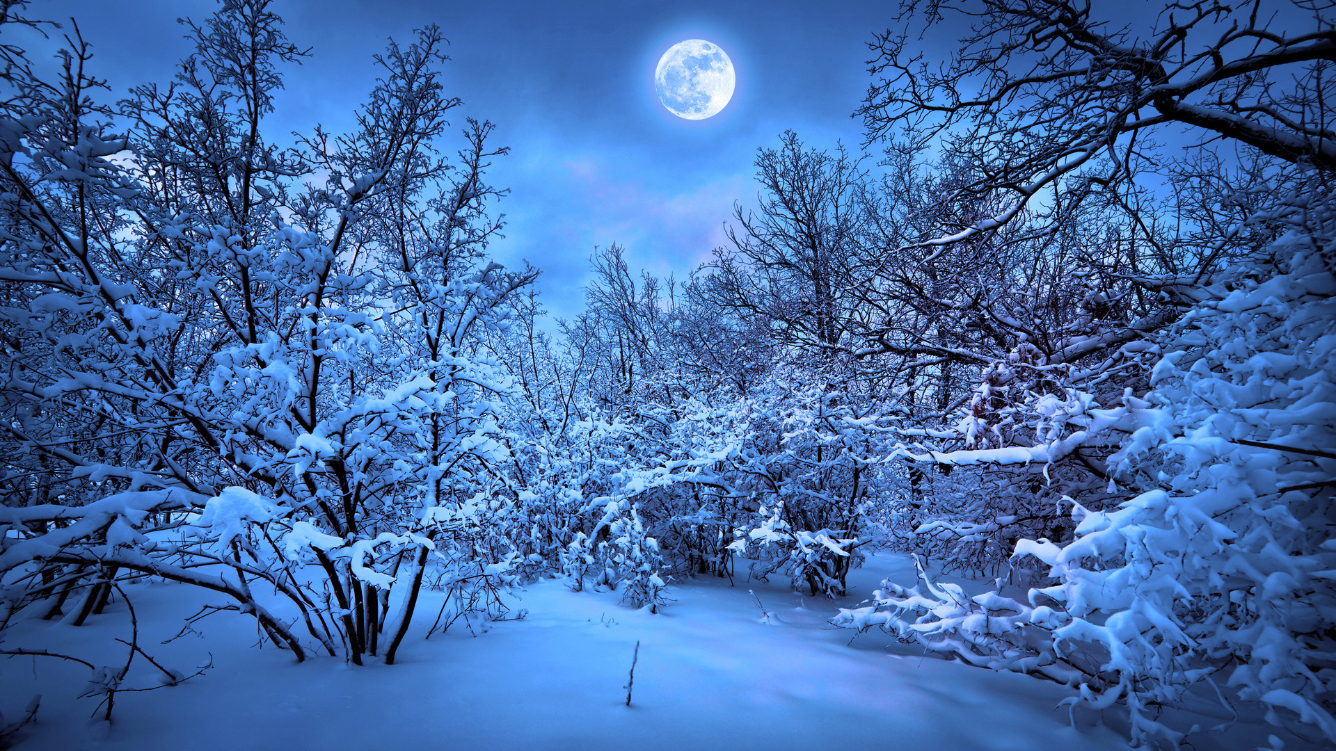 1920x1080 forest moon night snow winter f wallpaper background