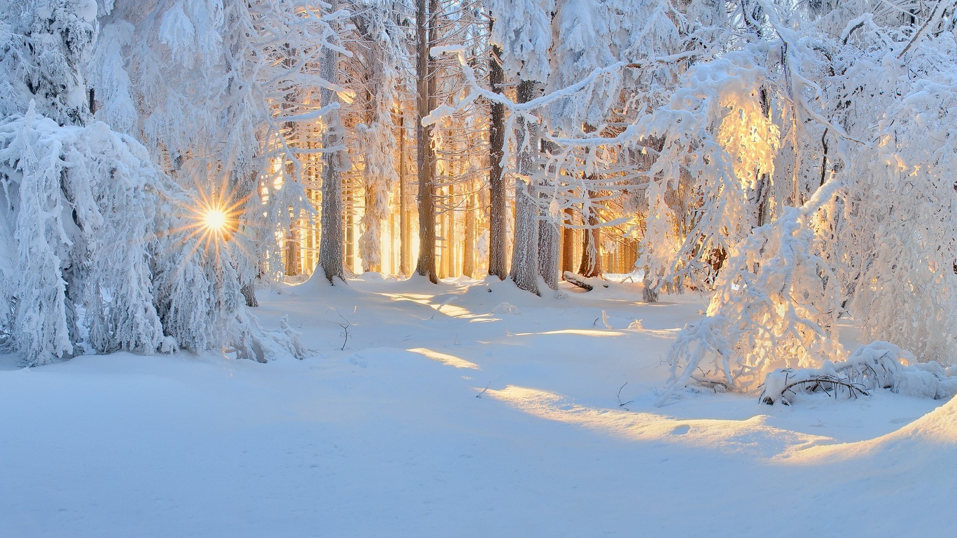 1920x1080 sunrise, Winter, Nature, Forest, Snow, Landscape, Trees, Sun Rays, White,  Cold, Sunlight, Frost Wallpapers HD / Desktop and Mobile Backgrounds