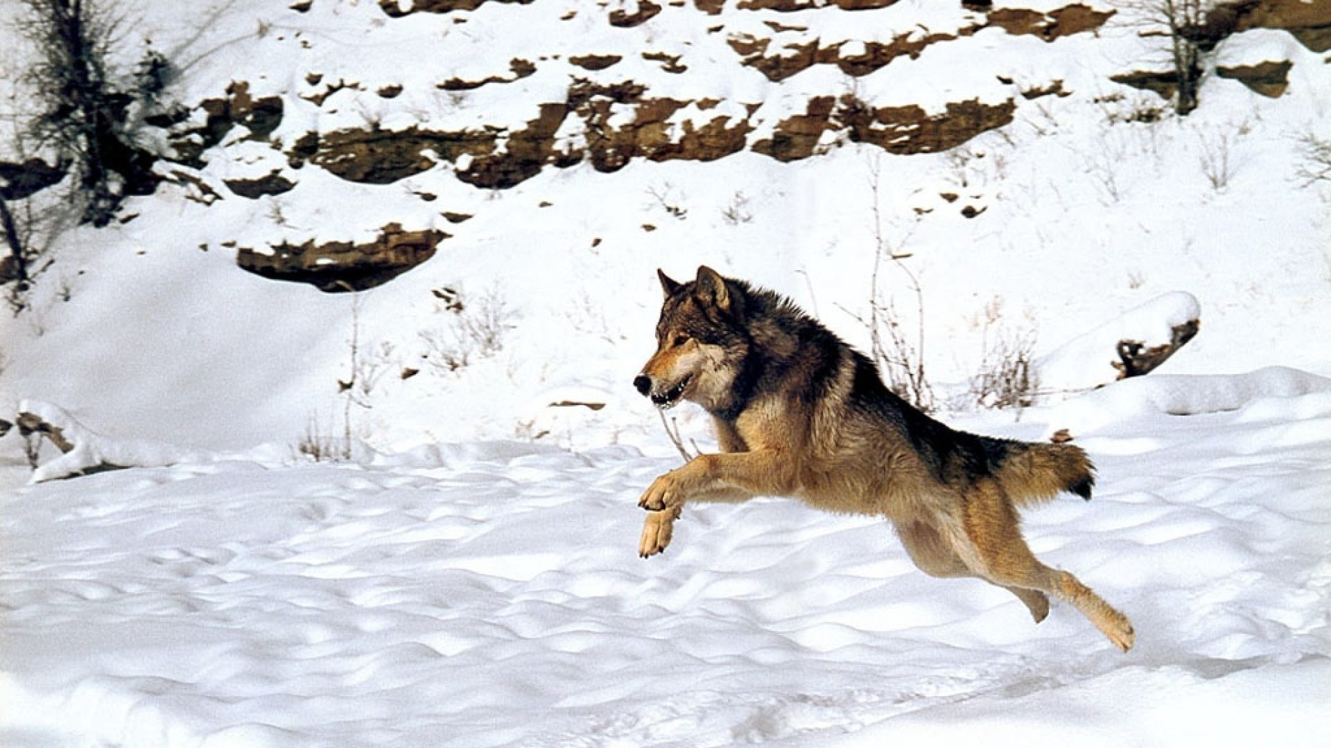 Игры одинокий волк. Бегущая с волками. Урал волк. Волк бежит за зайцем. Волк одиночка в дикой природе.