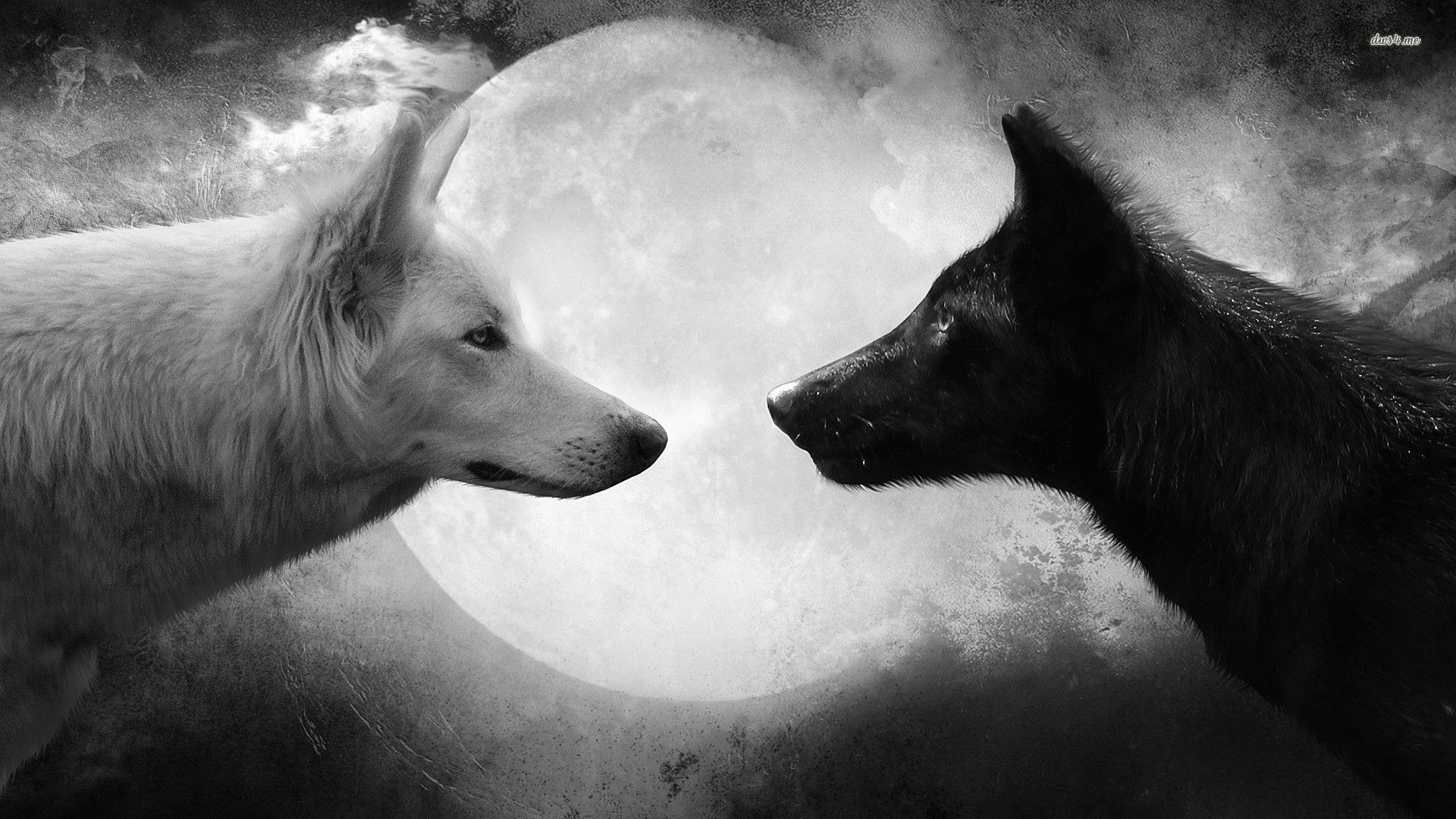 1920x1080 black and white wallpaper wolf