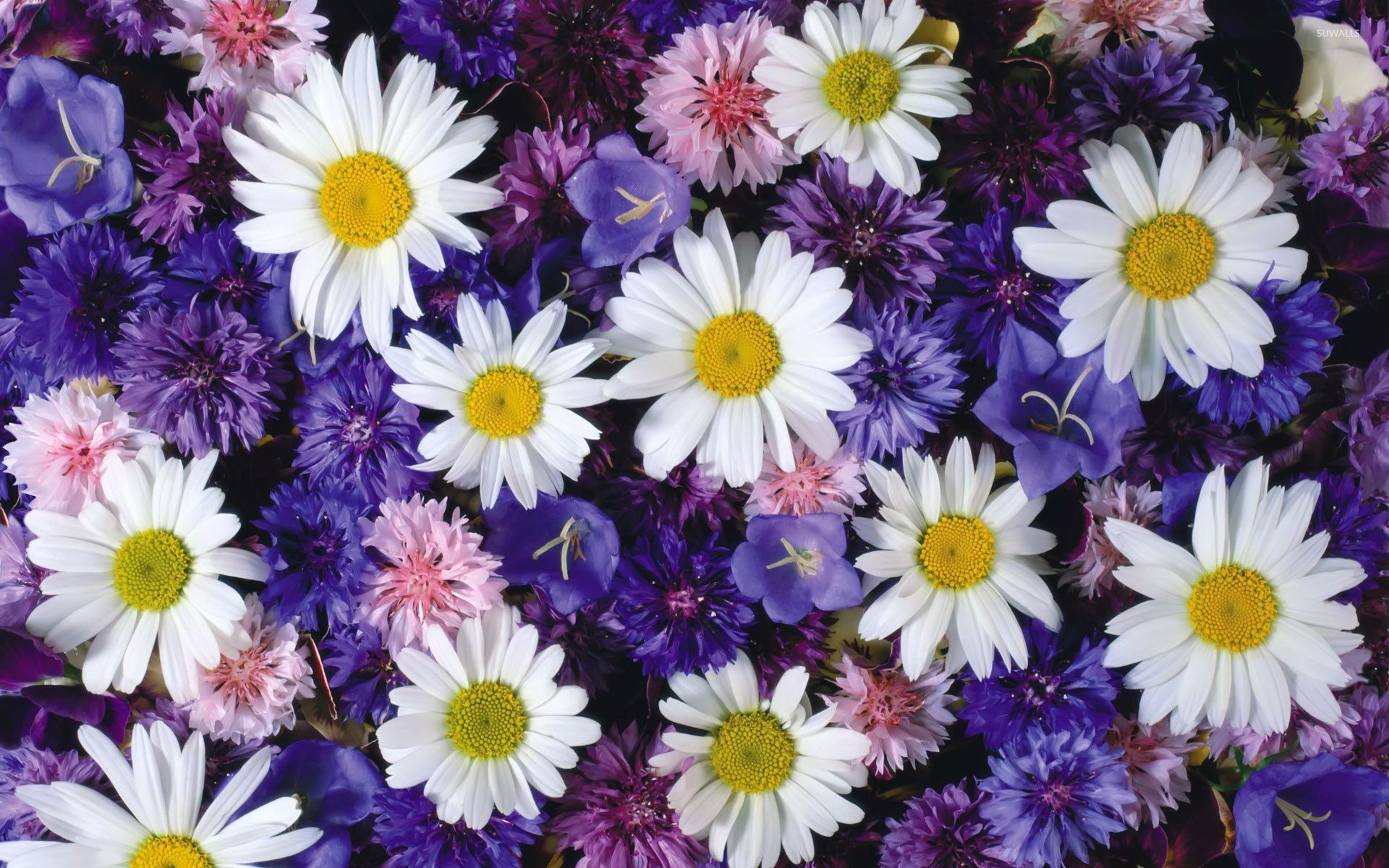 1920x1200 White daisies between the purple flowers wallpaper
