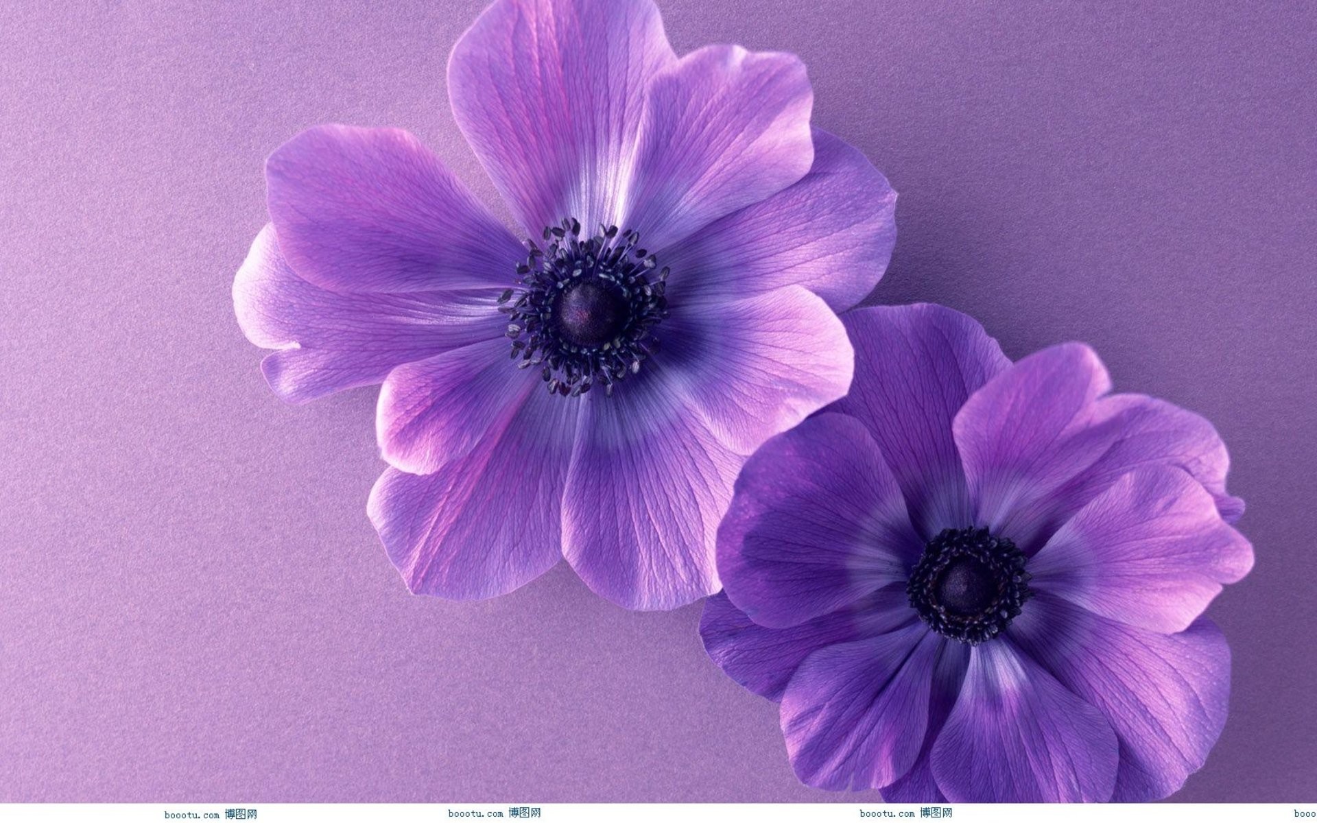1920x1200 Cute Flower wallpaper x