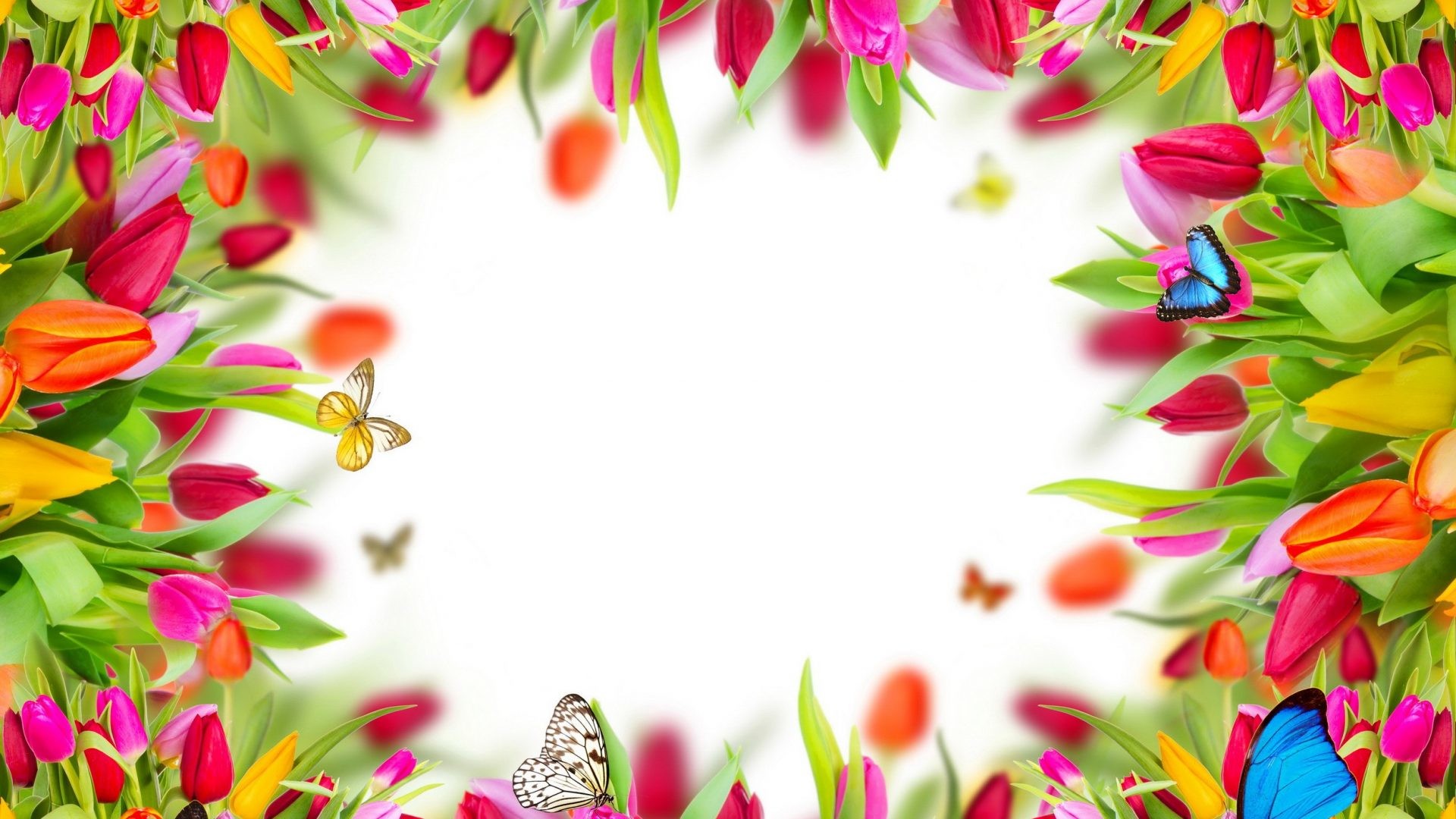 1920x1080 Spring Flowers Tulips Frame Butterflies Colorful Desktop Backgrounds -  2500x2300
