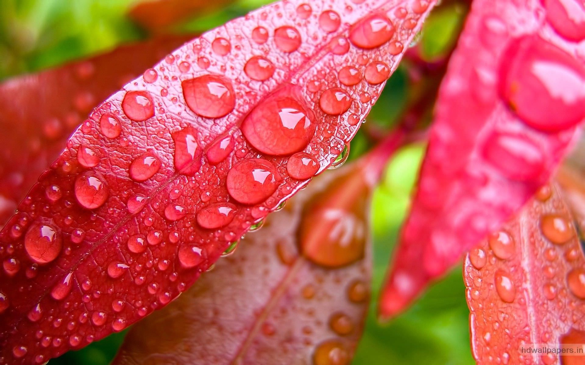 1920x1200 Water Bubbles On Pink Leaf Wallpapers