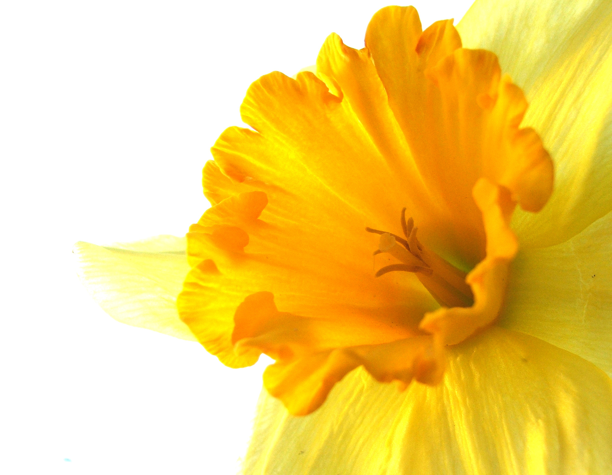 2000x1553 Yellow flower :)
