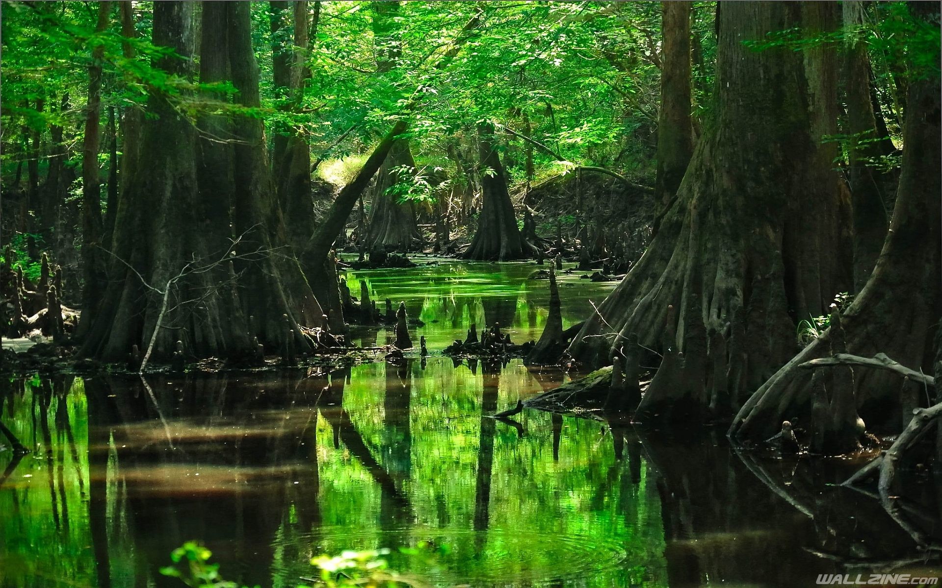 1920x1200 Forest Tree Swamp Wallpaper